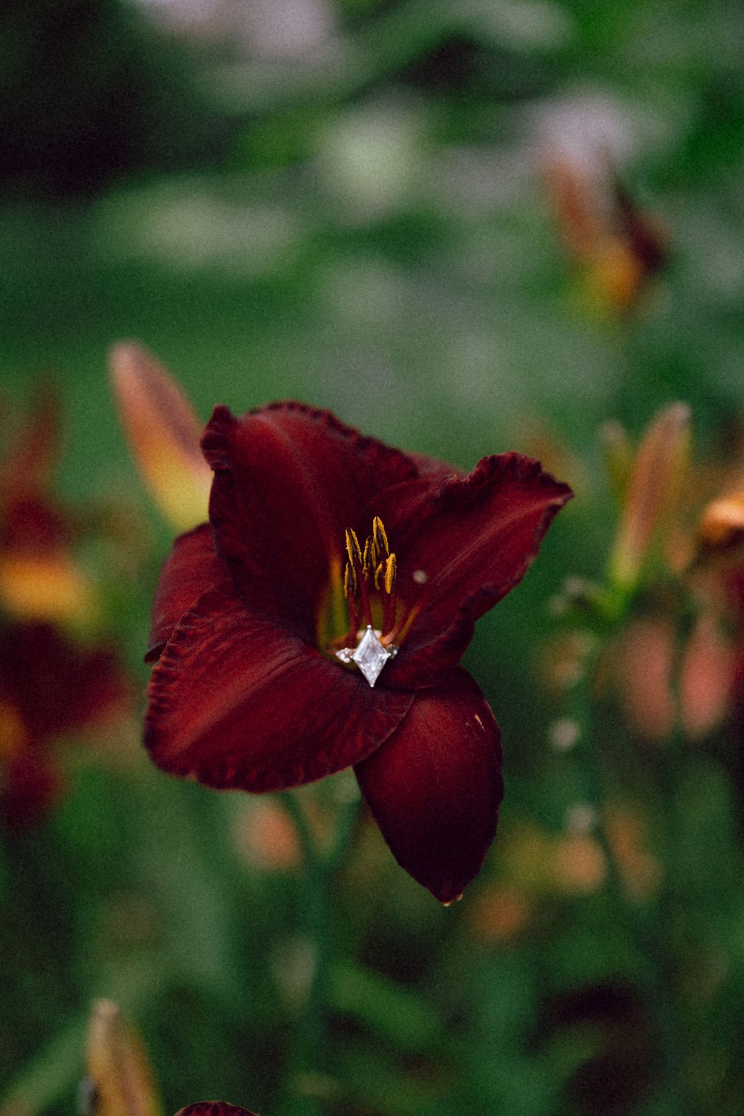 Deep burgundy daylily flower in full bloom with yellow stamens, surrounded by green foliage in a garden setting.