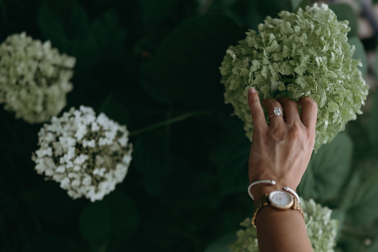 Fresh white hydrangea flowers being arranged in a rustic ceramic vase against a dark background.