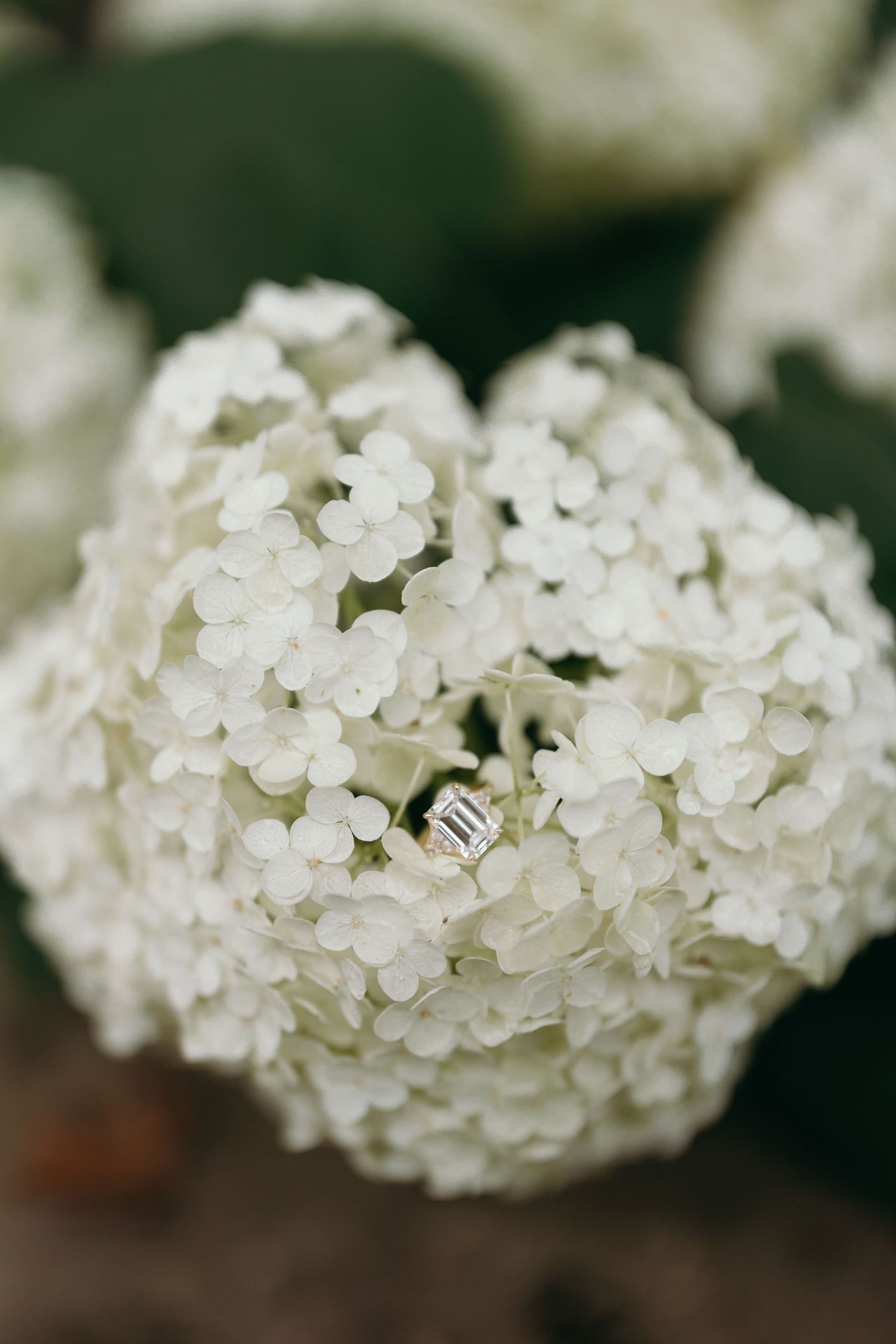A delicate white hydrangea bloom with tiny clustered petals against a soft blurred background.