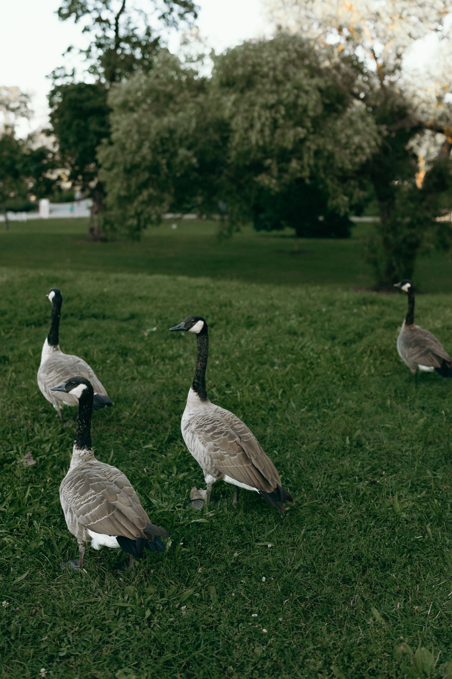 Four Canada geese graze on grass in a peaceful park setting at dusk.