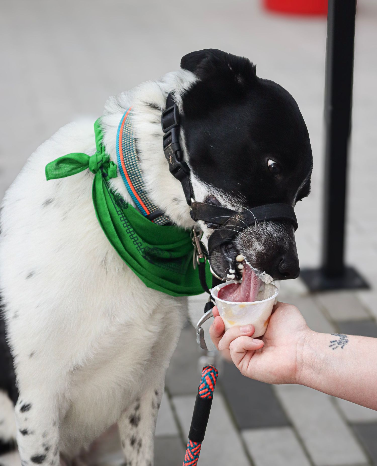 Photo taken for The Greenville Humane Society by Infinite Narratives.