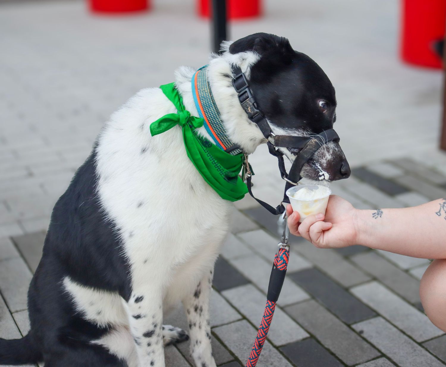 Photo was taken during The Paws on the Plaza event by the Greenville Humane Society.