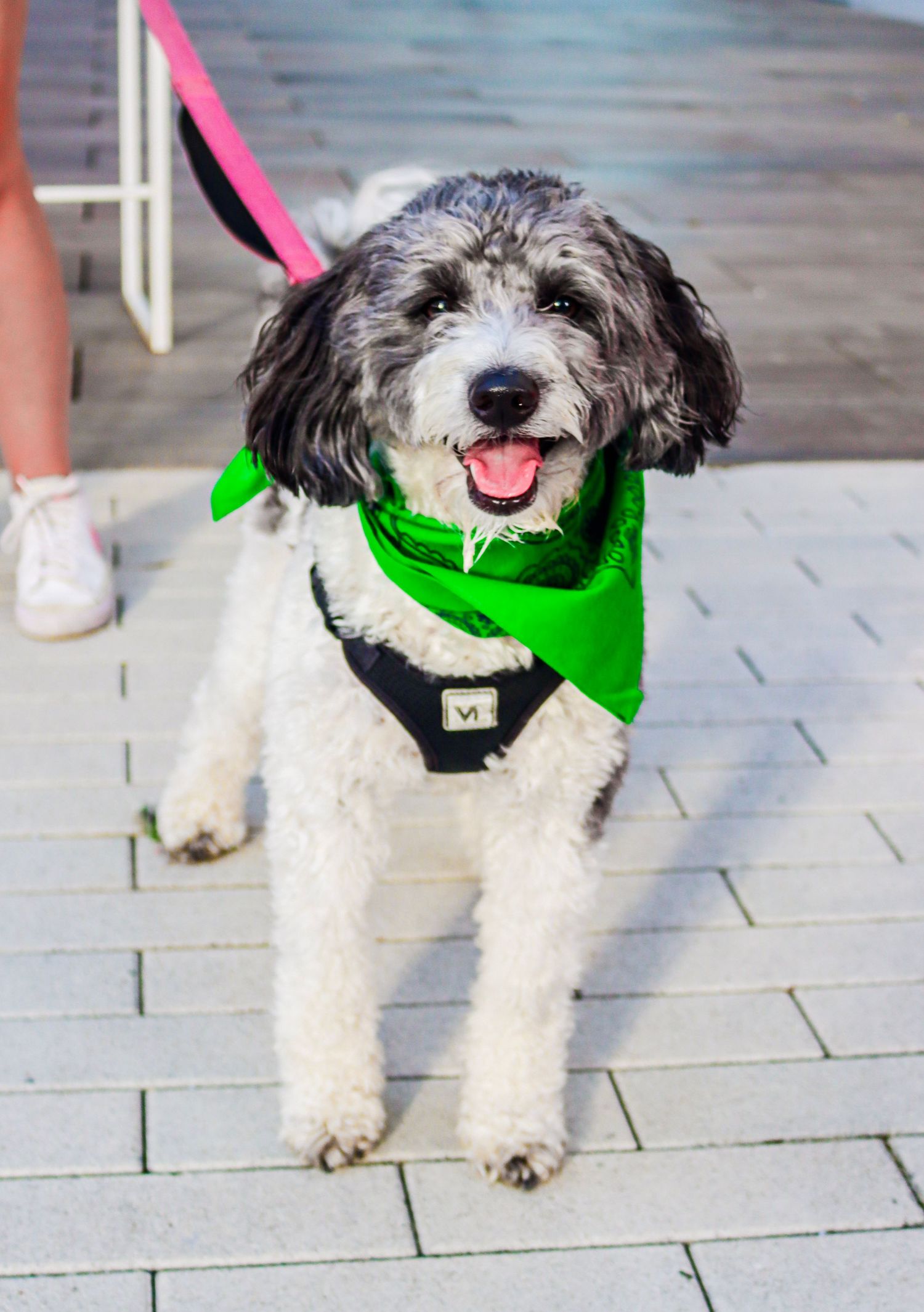 Photo taken for The Greenville Humane Society by Infinite Narratives.