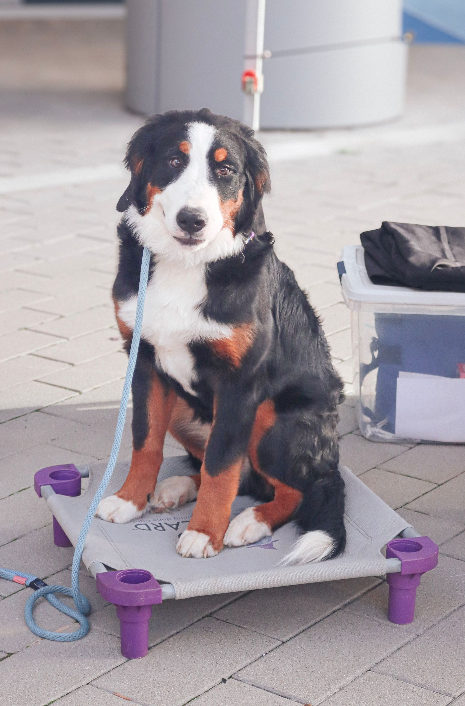 Photo was taken during The Paws on the Plaza event by the Greenville Humane Society.