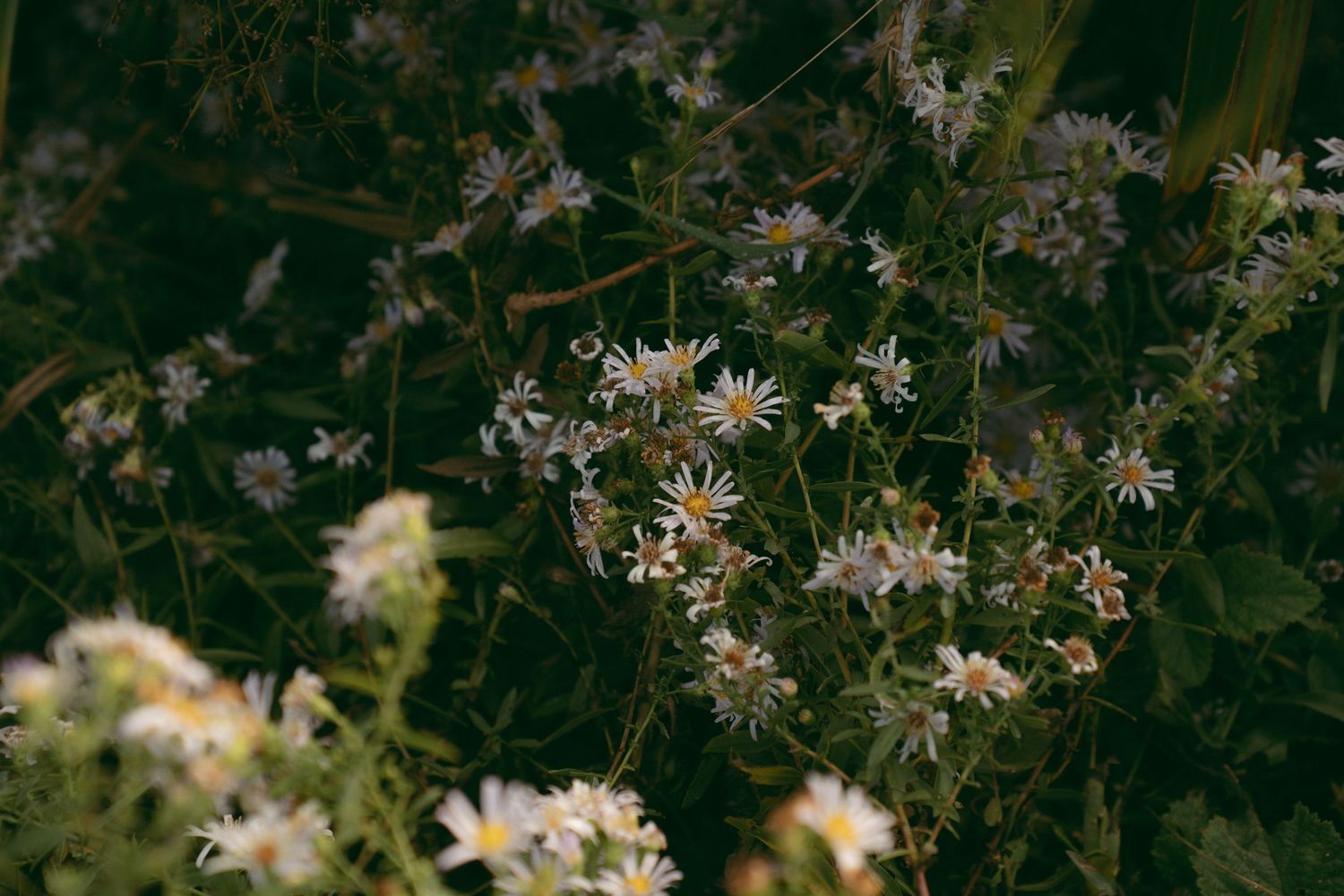 Delicate white wildflowers with yellow centers bloom against a dark green natural background in soft lighting.
