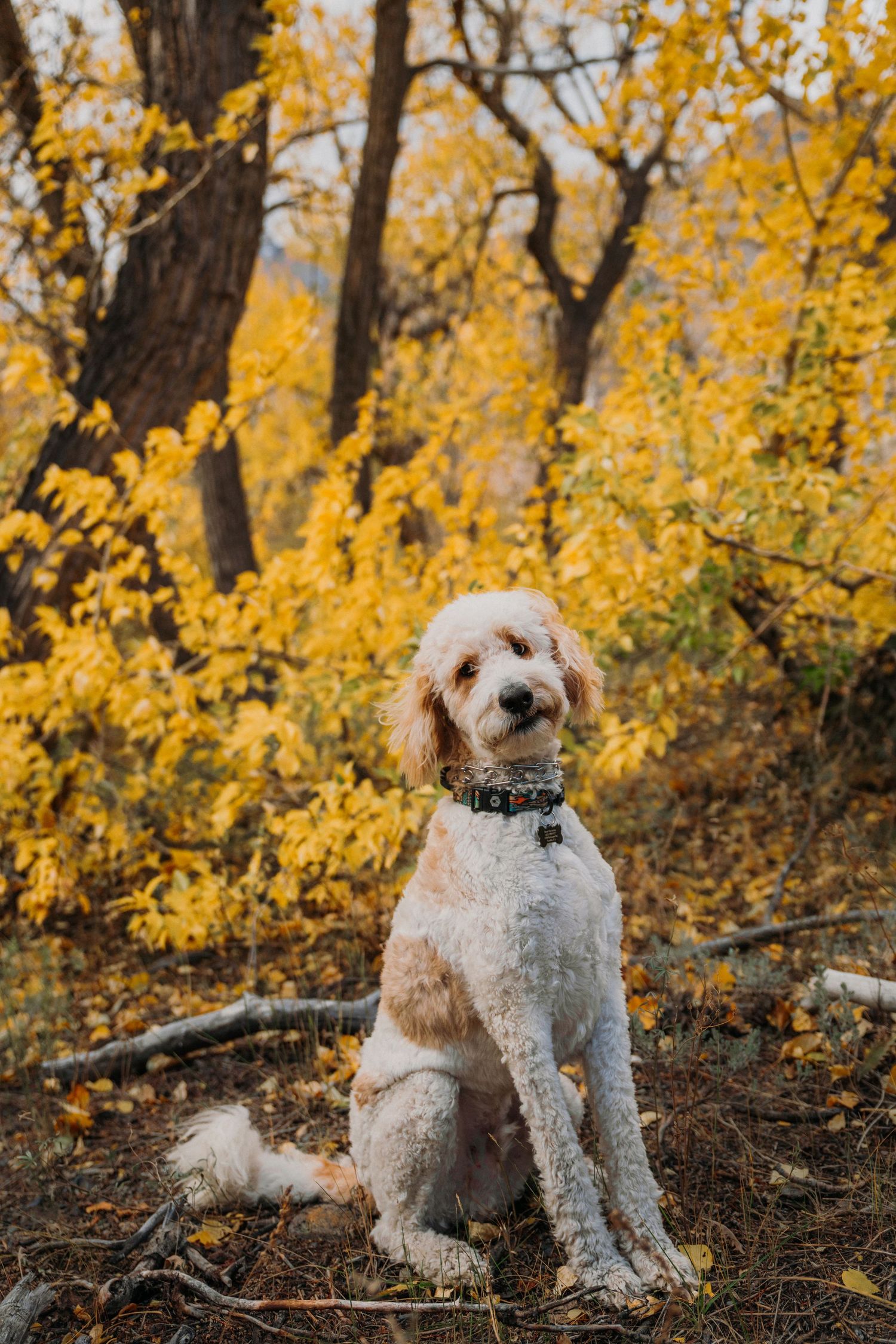 White fluffy dog sits among vibrant yellow autumn foliage in a wooded setting.