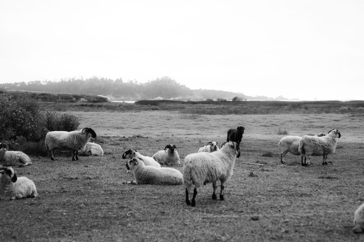 A panoramic series of black and white photographs showing sheep grazing in a pastoral landscape.