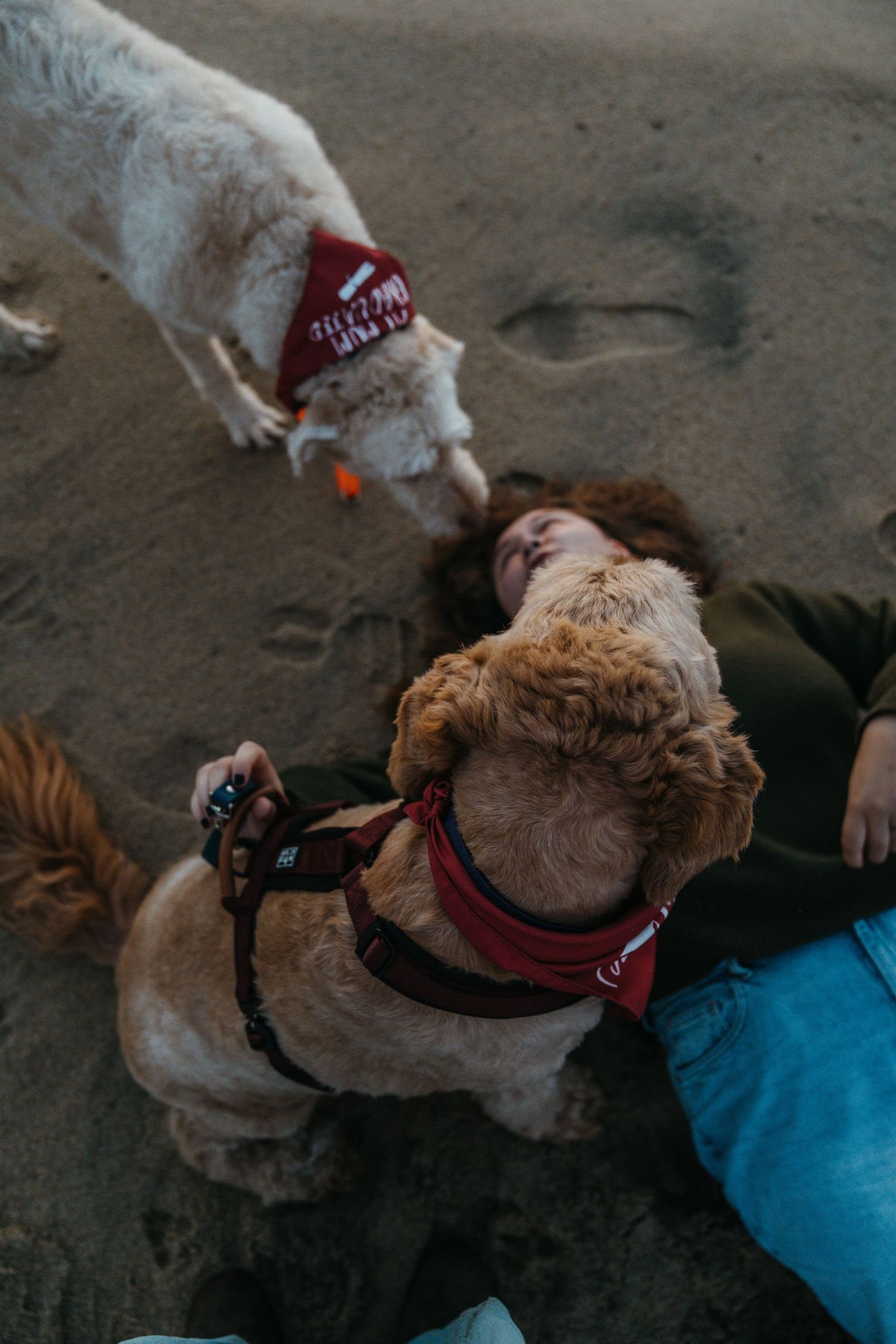 Graduation photos along Big Sur with dogs