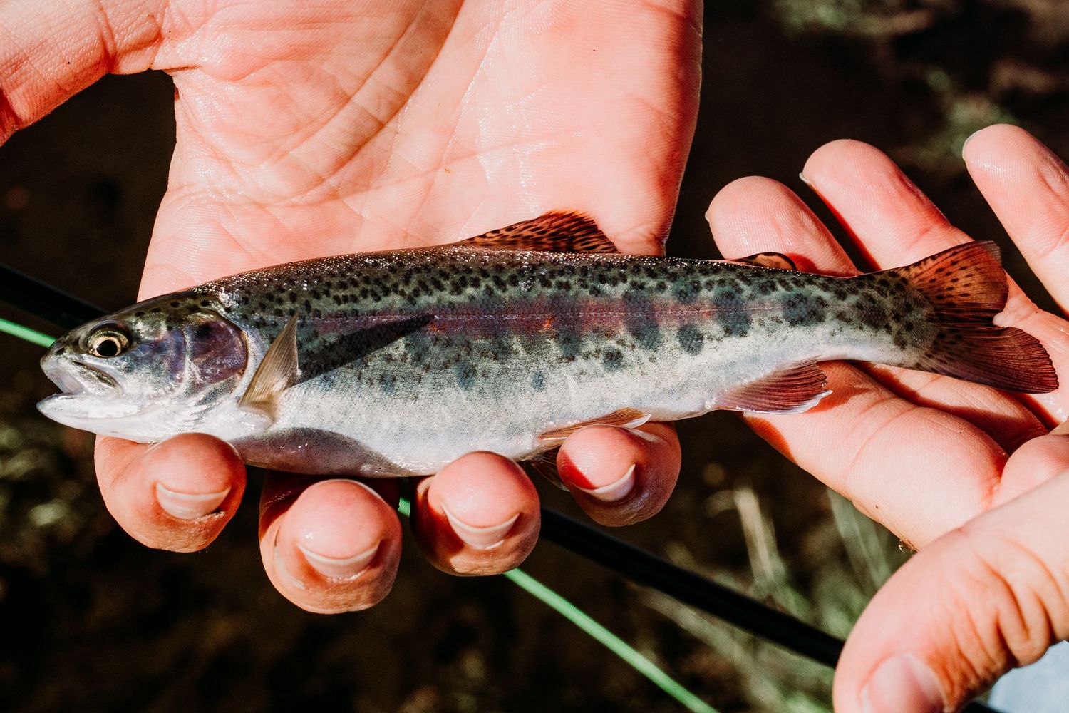 A small freshly caught trout fish being held in someone's hands against a dark background.