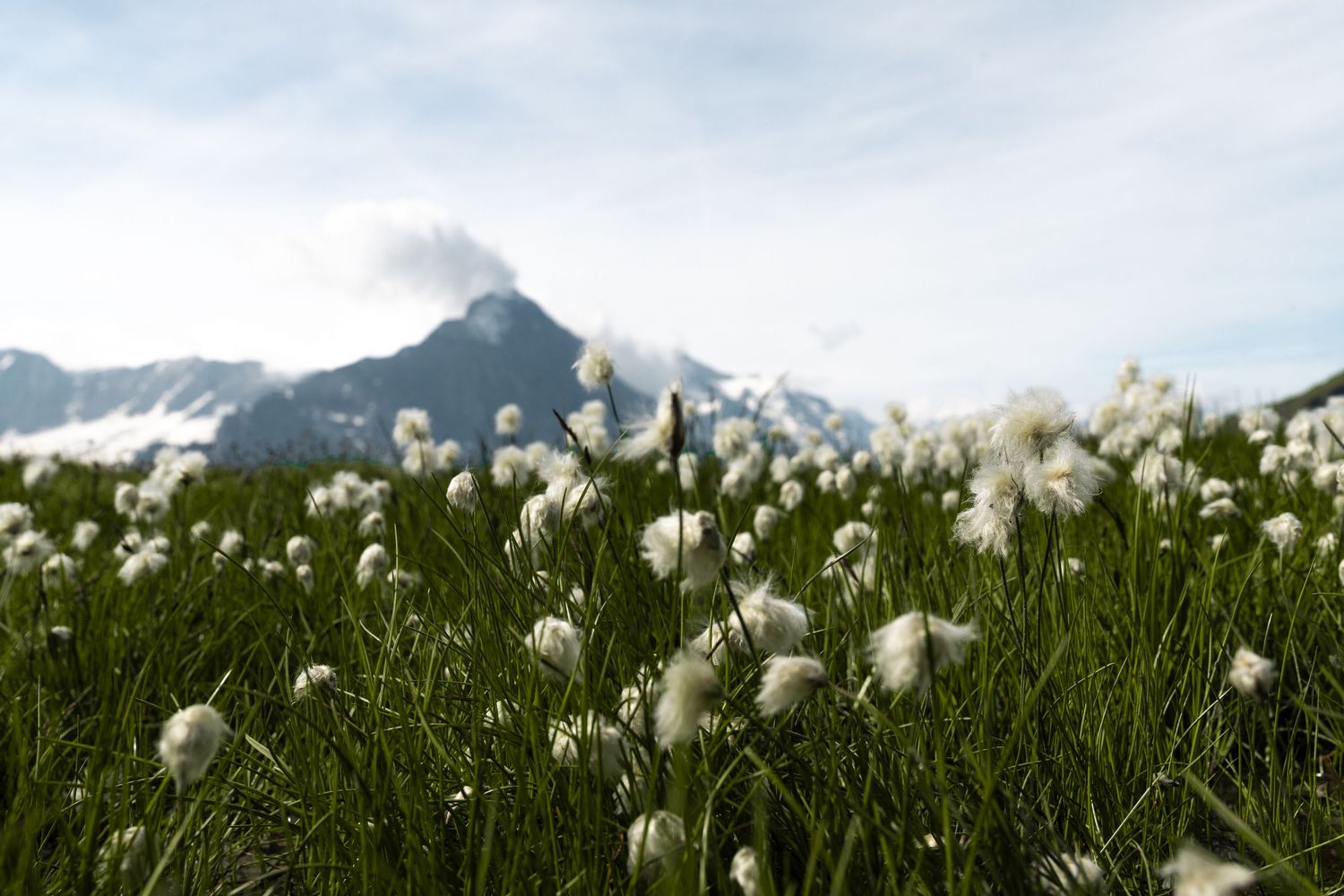 Cotton grass flowers bloom in a meadow with snow-capped mountains in the background.