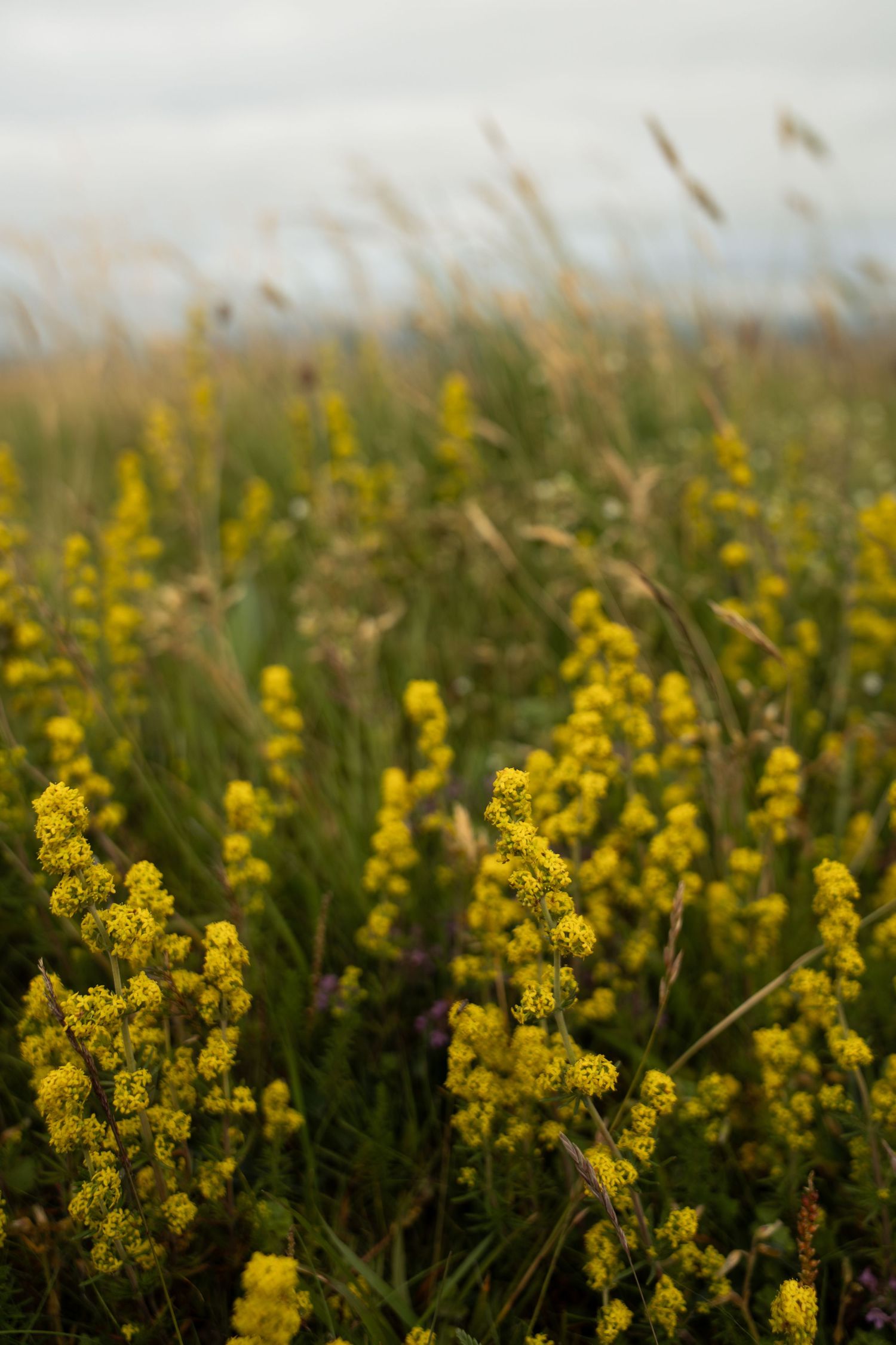 Yellow wildflowers bloom in a misty field during golden hour.