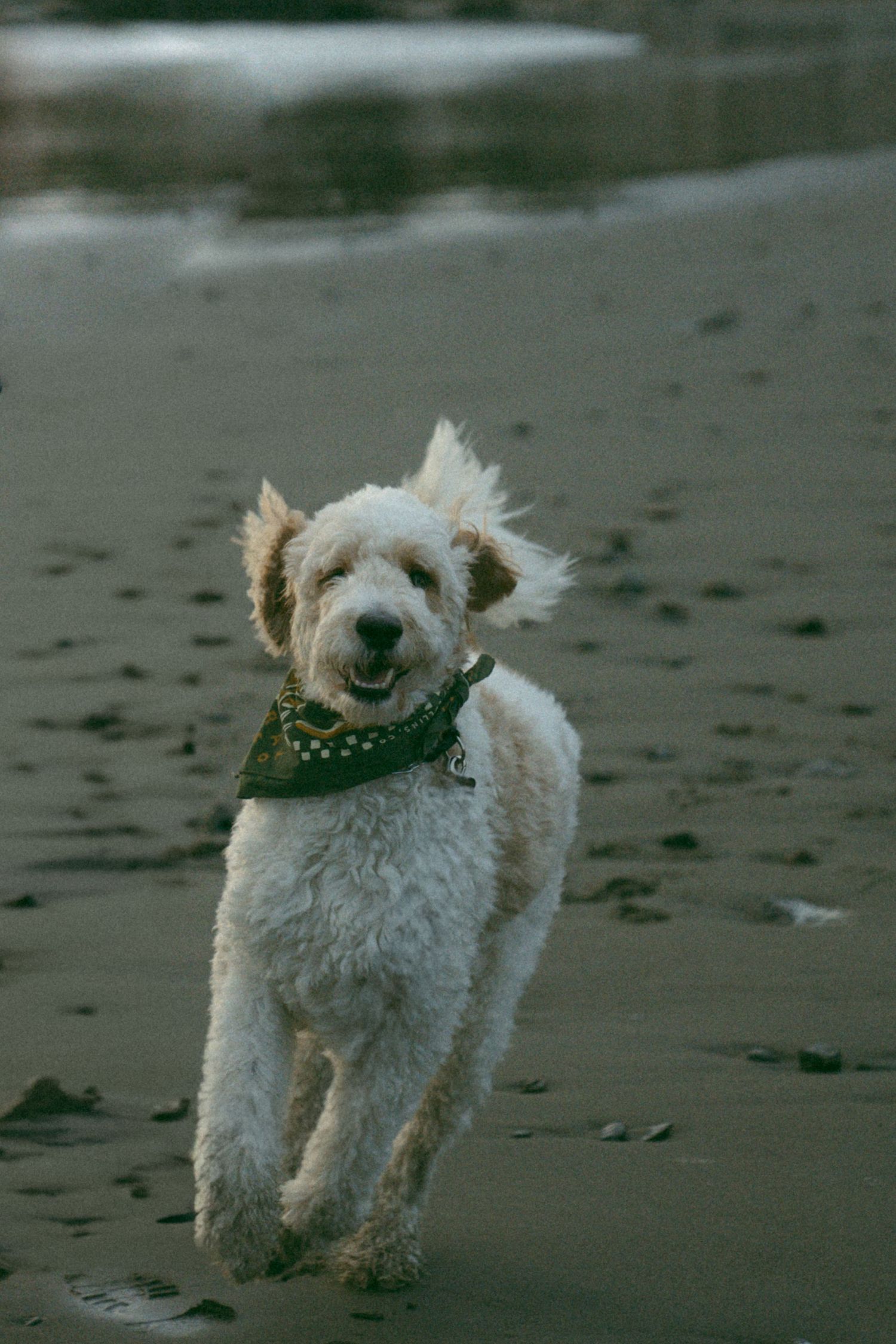 Happy white fluffy dog wearing a bandana runs on a beach at dusk.