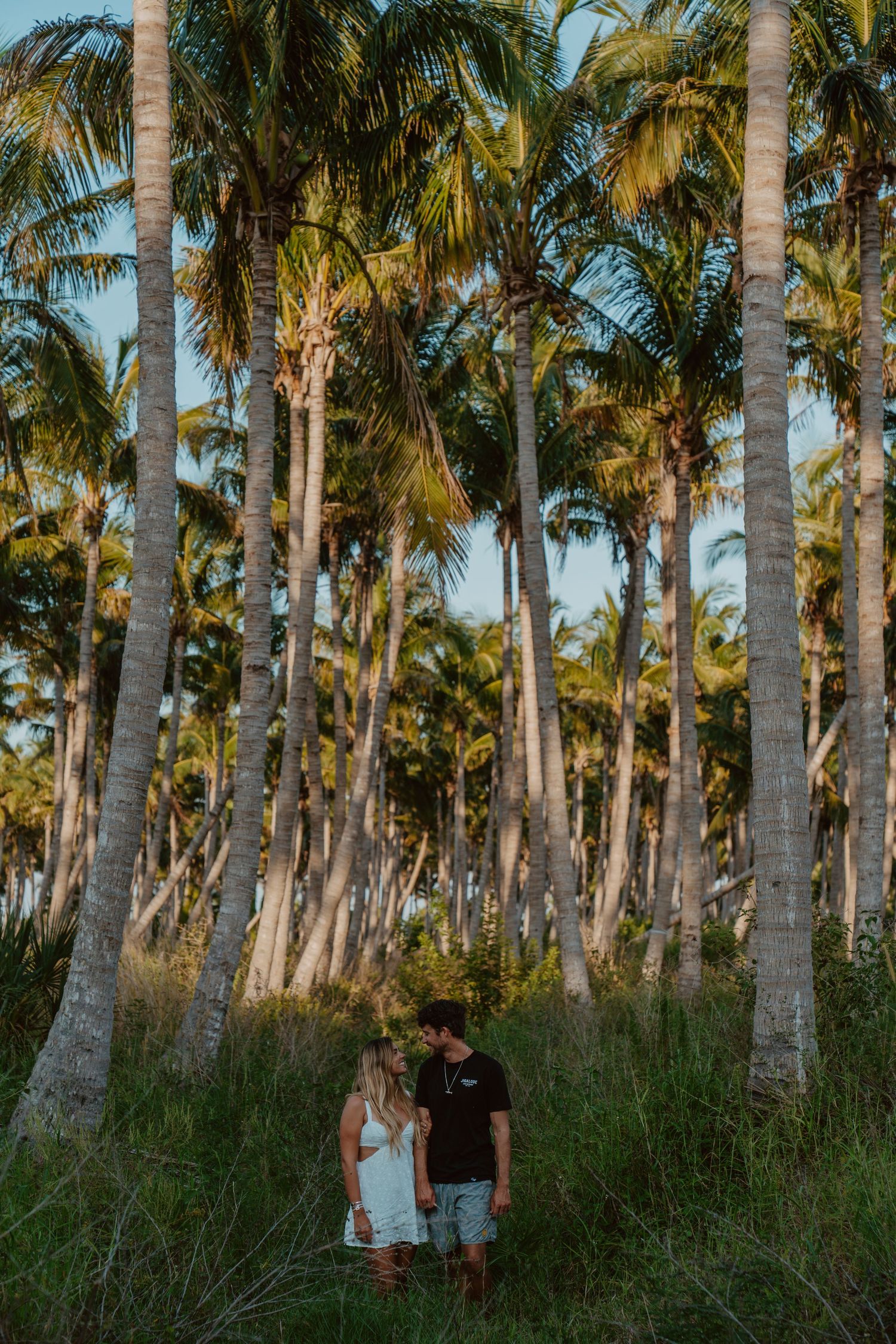 Tall palm trees tower over a scenic view in a tropical grove during golden hour.