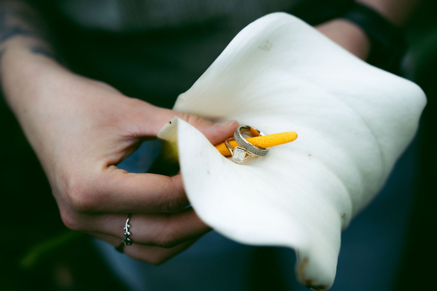 Close-up of white calla lily flowers in soft natural lighting.