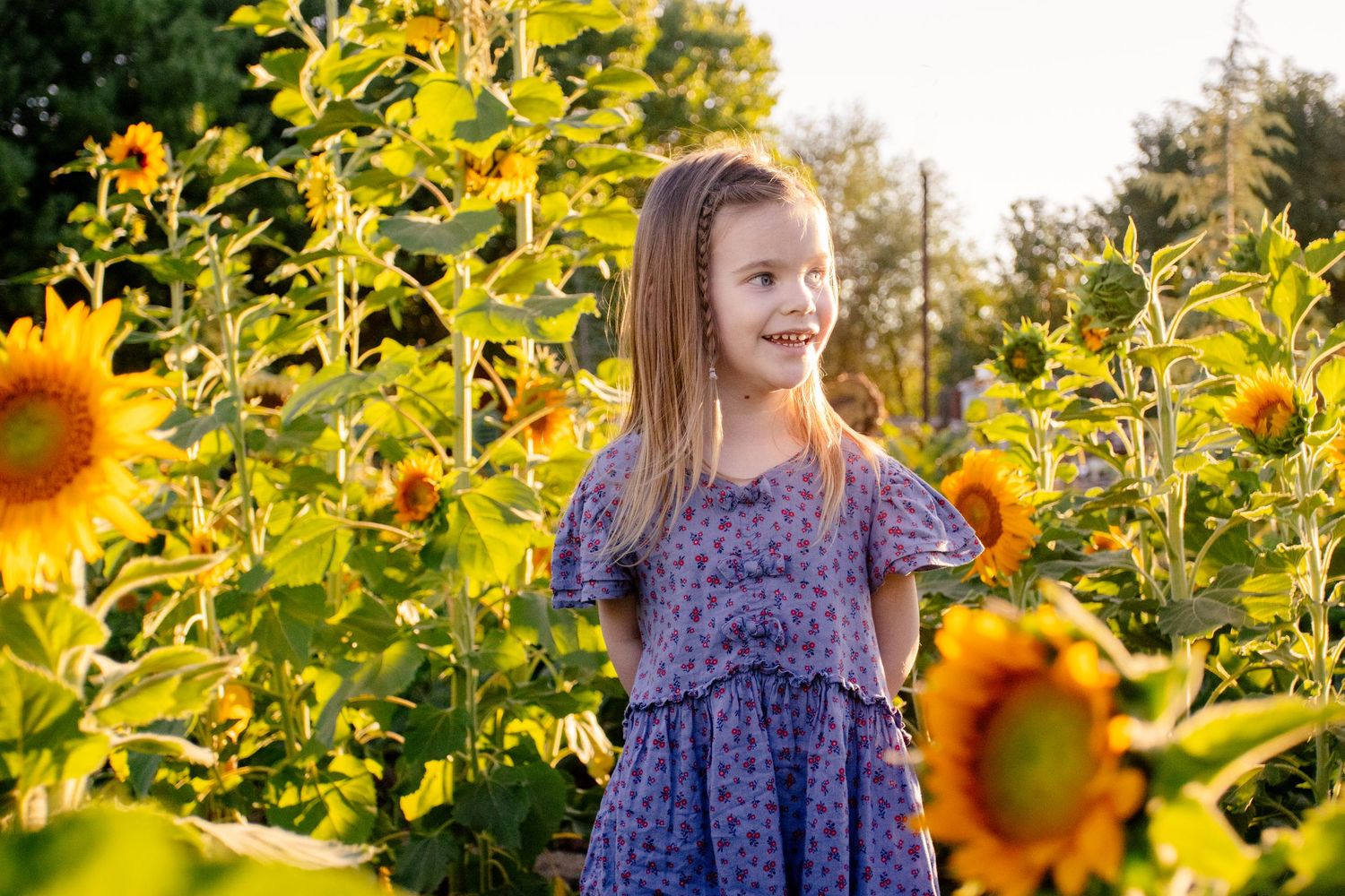 Buckeye Sunflower Photos