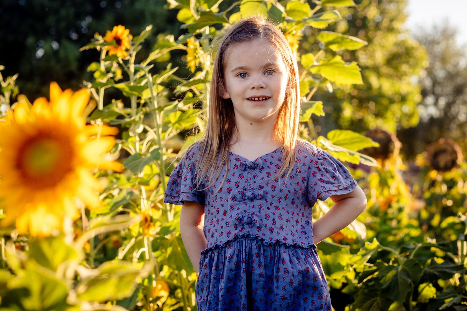 Buckeye Sunflower Photos