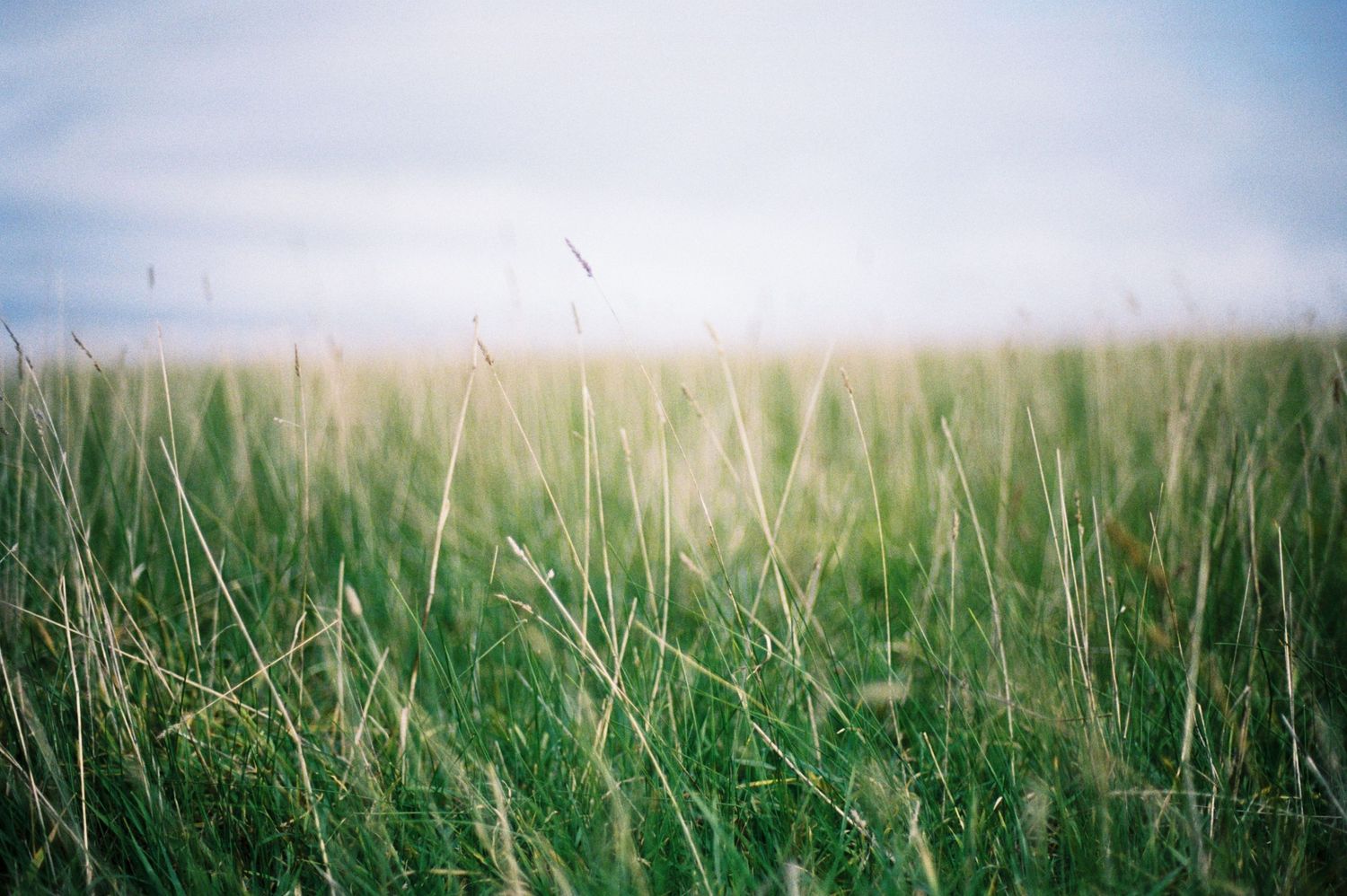Lush green grass field with tall blades swaying under a soft cloudy sky in a serene meadow landscape.