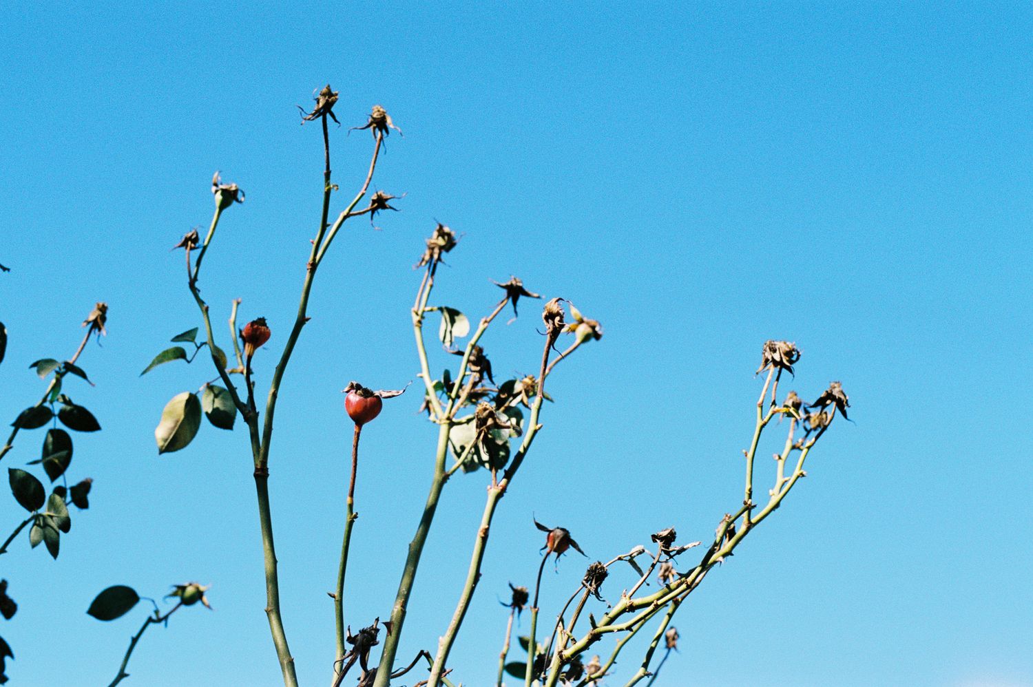 Silhouettes of wildflowers and stems against bright blue sky on 35mm in Melbourne spring.