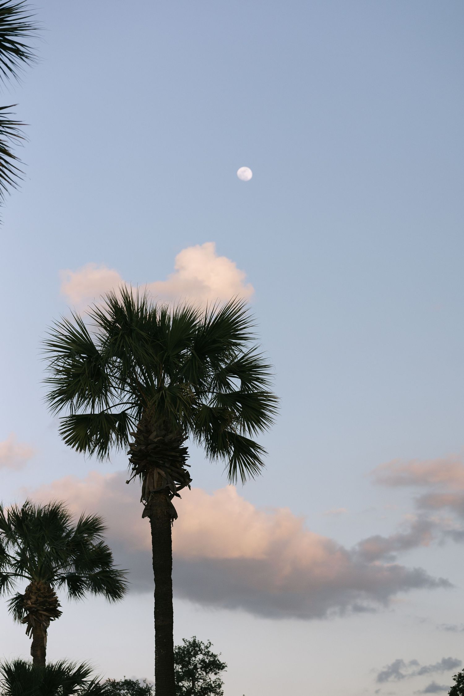 Palm trees silhouetted against a pastel sunset sky with wispy clouds.