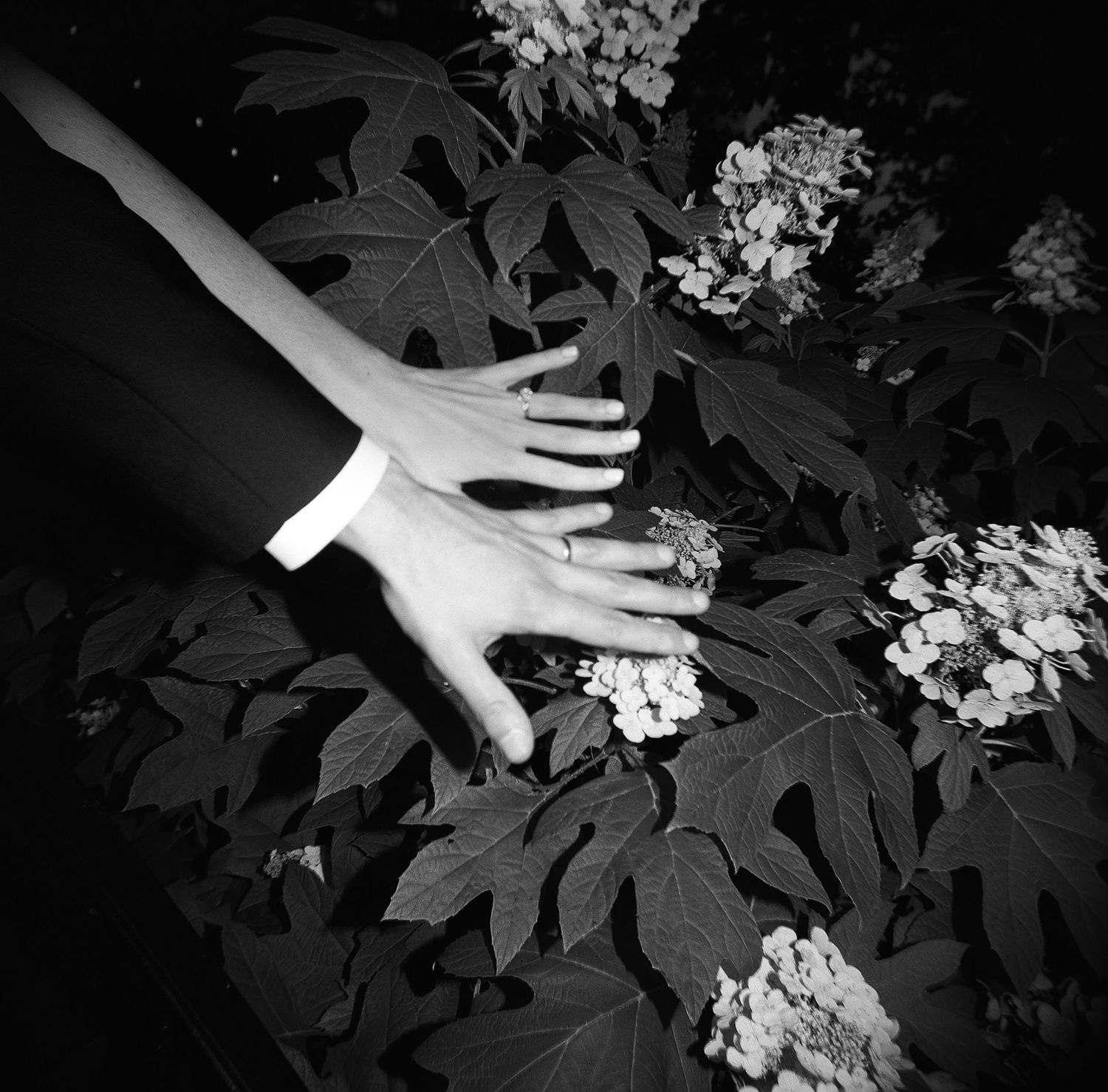Artistic black and white close-up of hands touching flowering plants.