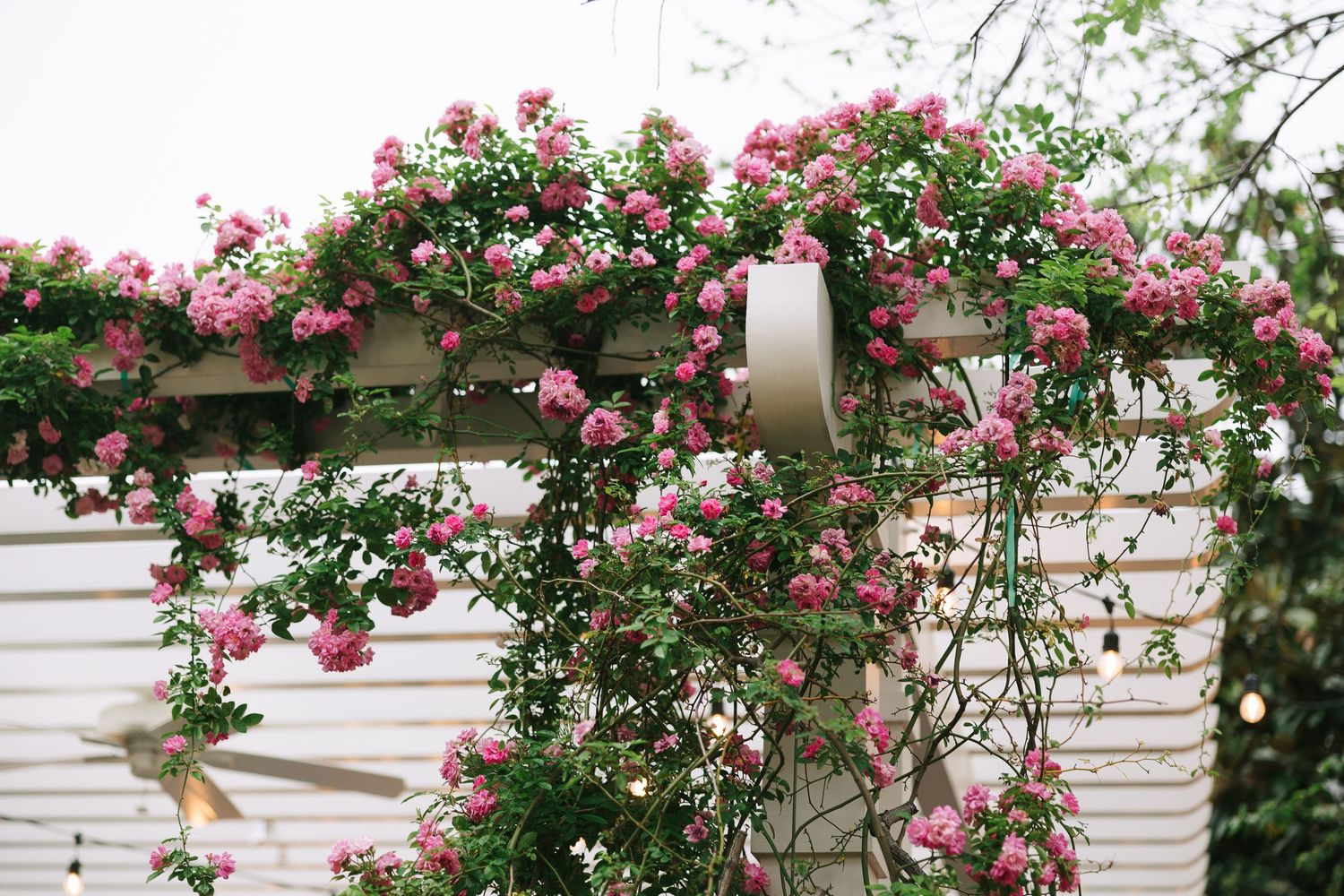 Climbing roses and string lights create a romantic garden arch overhead.