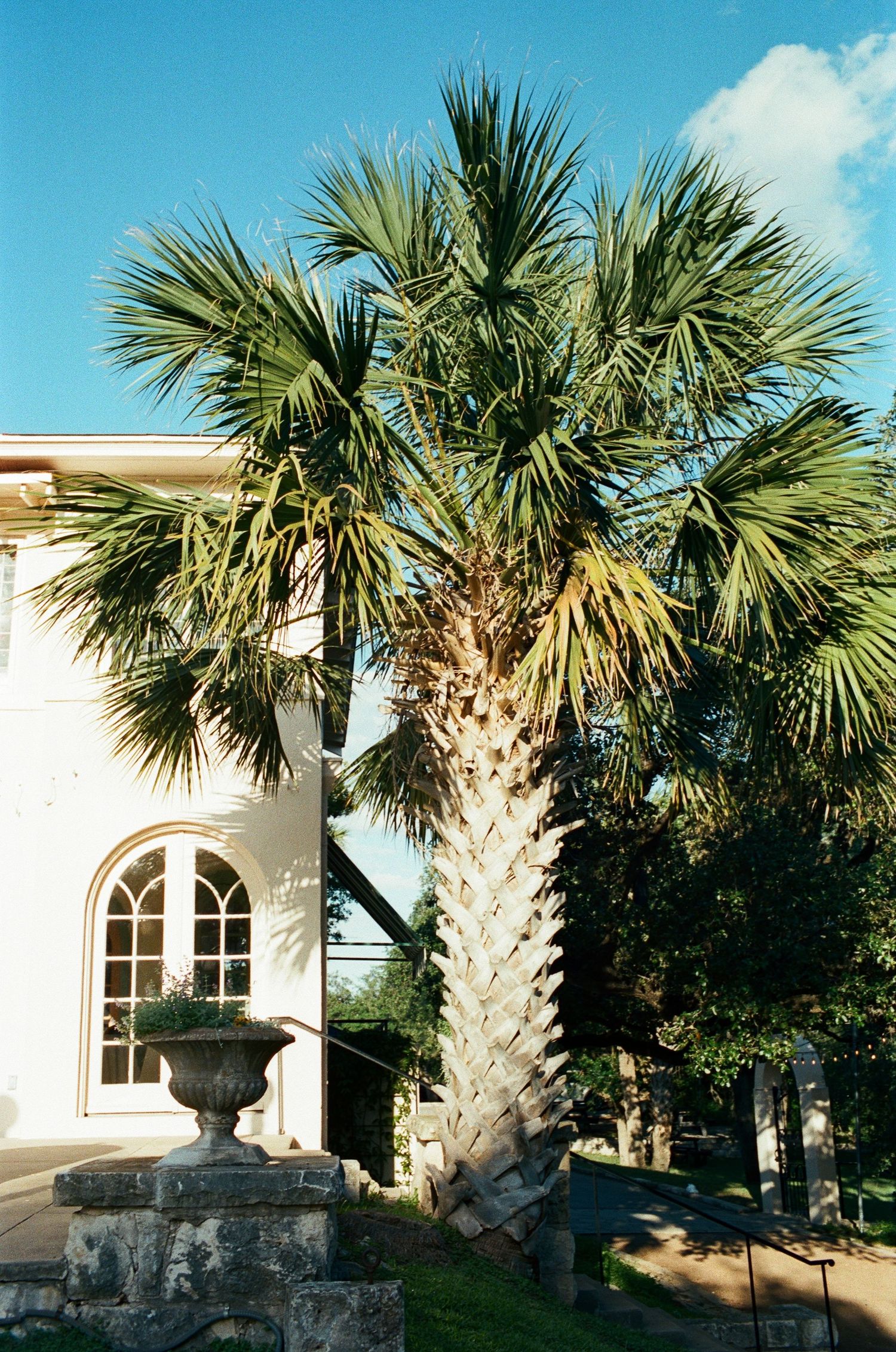Palm trees frame the entrance of a white stucco building against a bright blue sky.