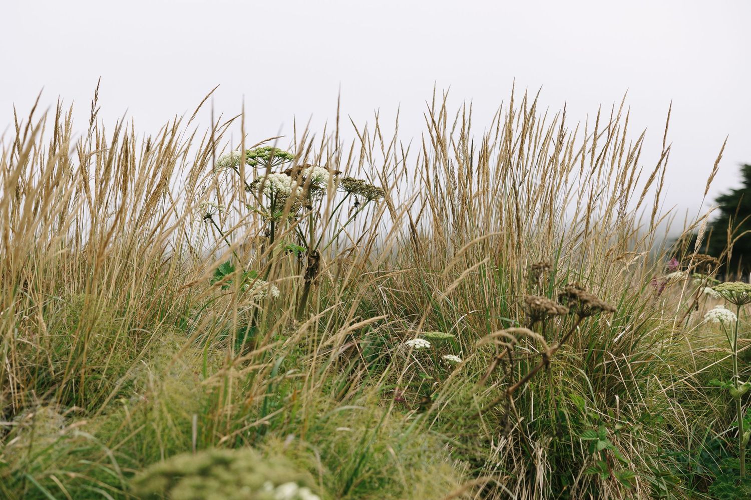 Tall golden grass and wild plants sway in a misty coastal field under an overcast sky.