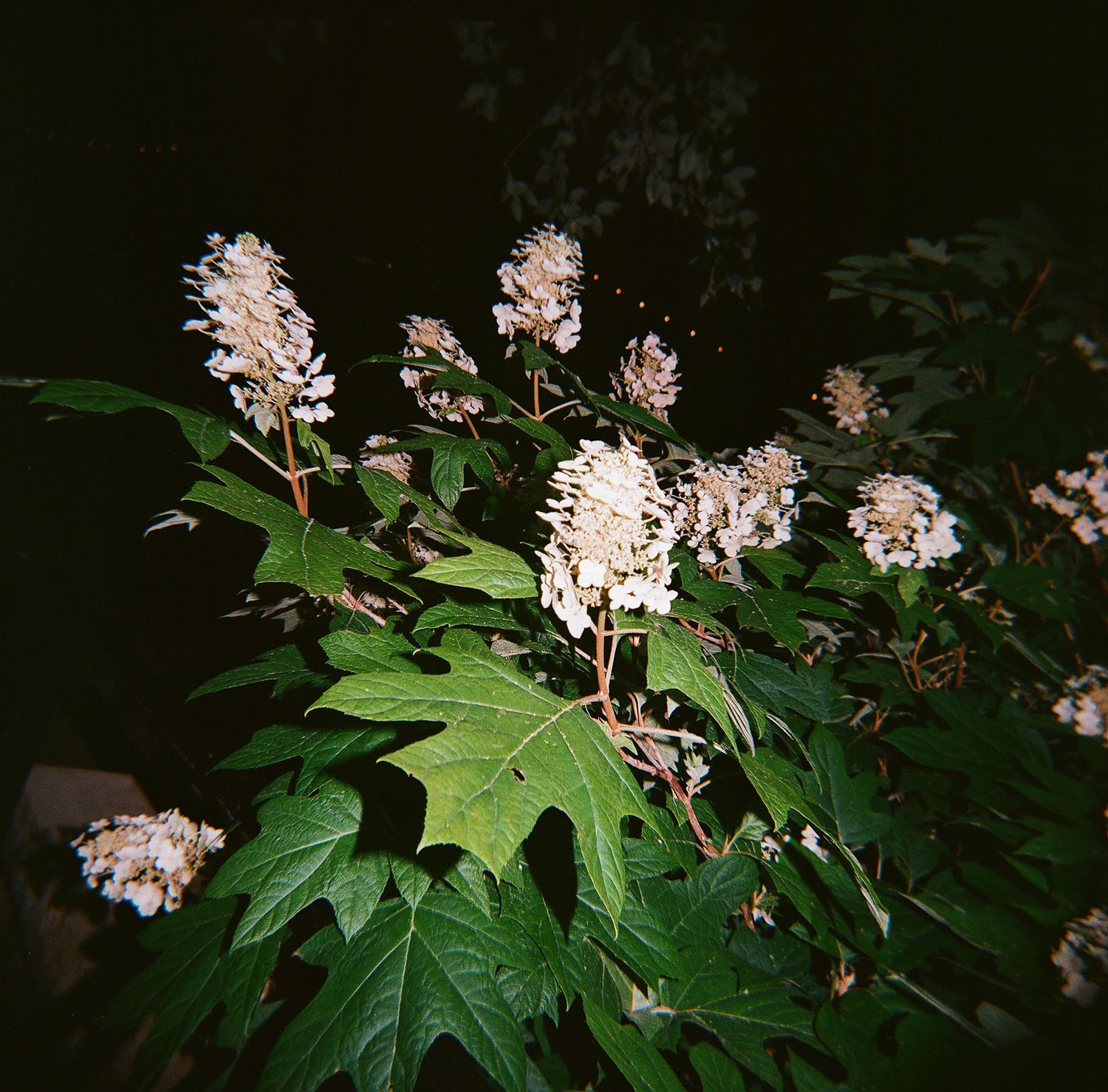 Large oakleaf hydrangea plants with white flower clusters and green leaves in low light.