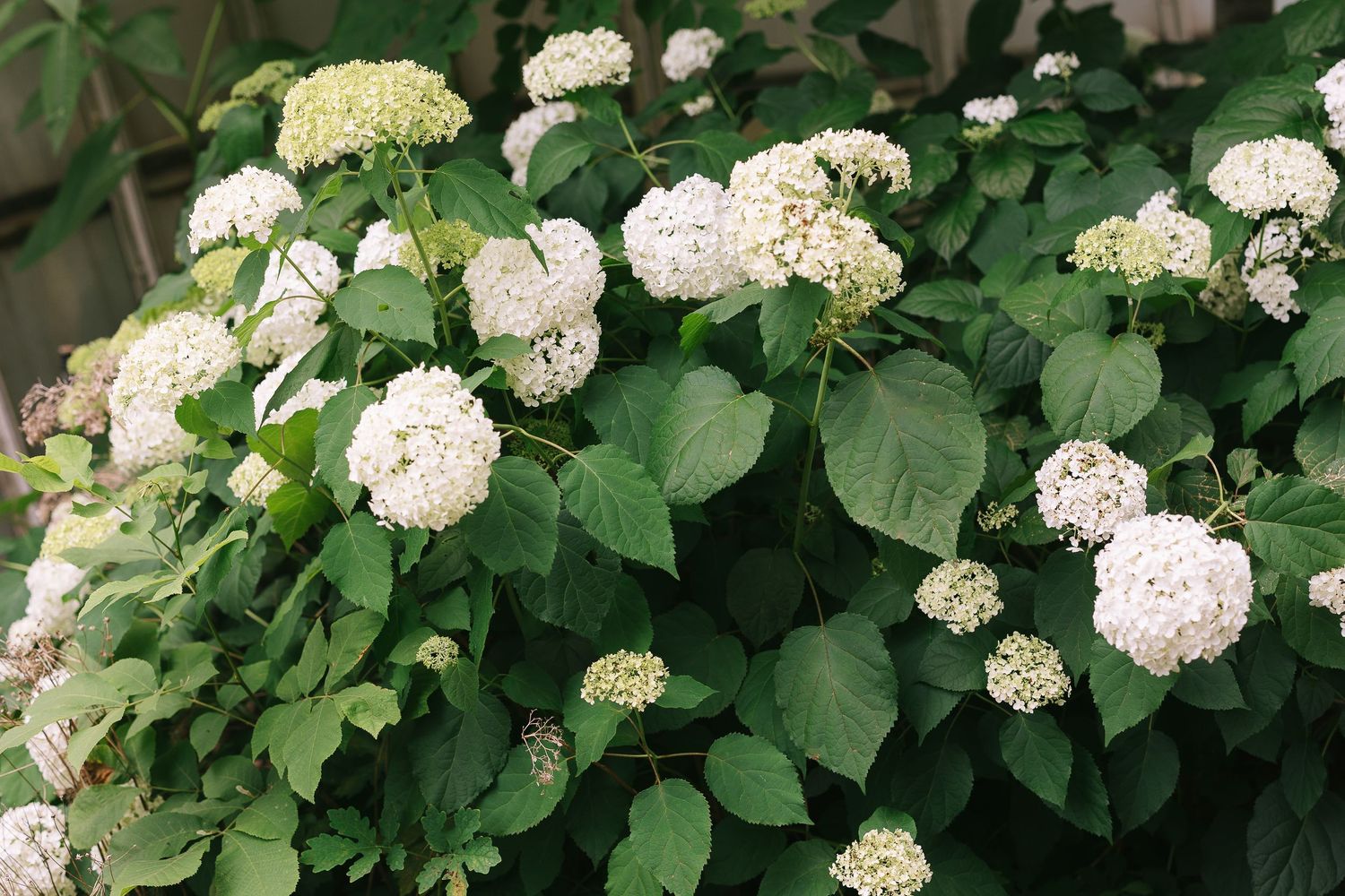 White hydrangea bushes with lush green foliage in full bloom.