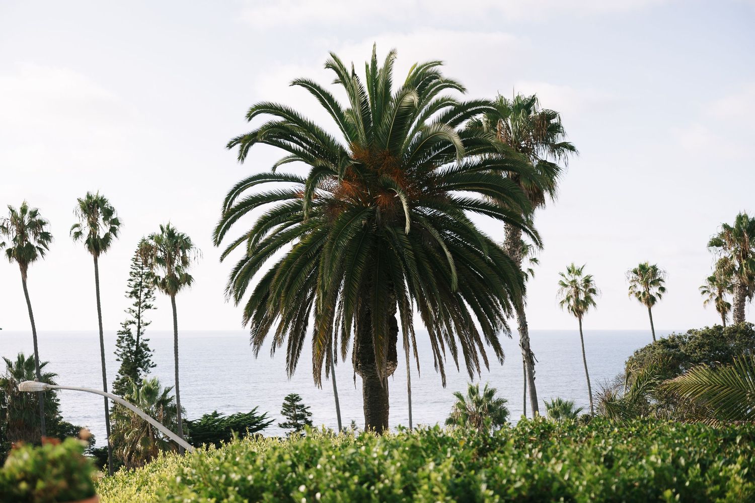 Row of tall palm trees against blue sky in Southern California.