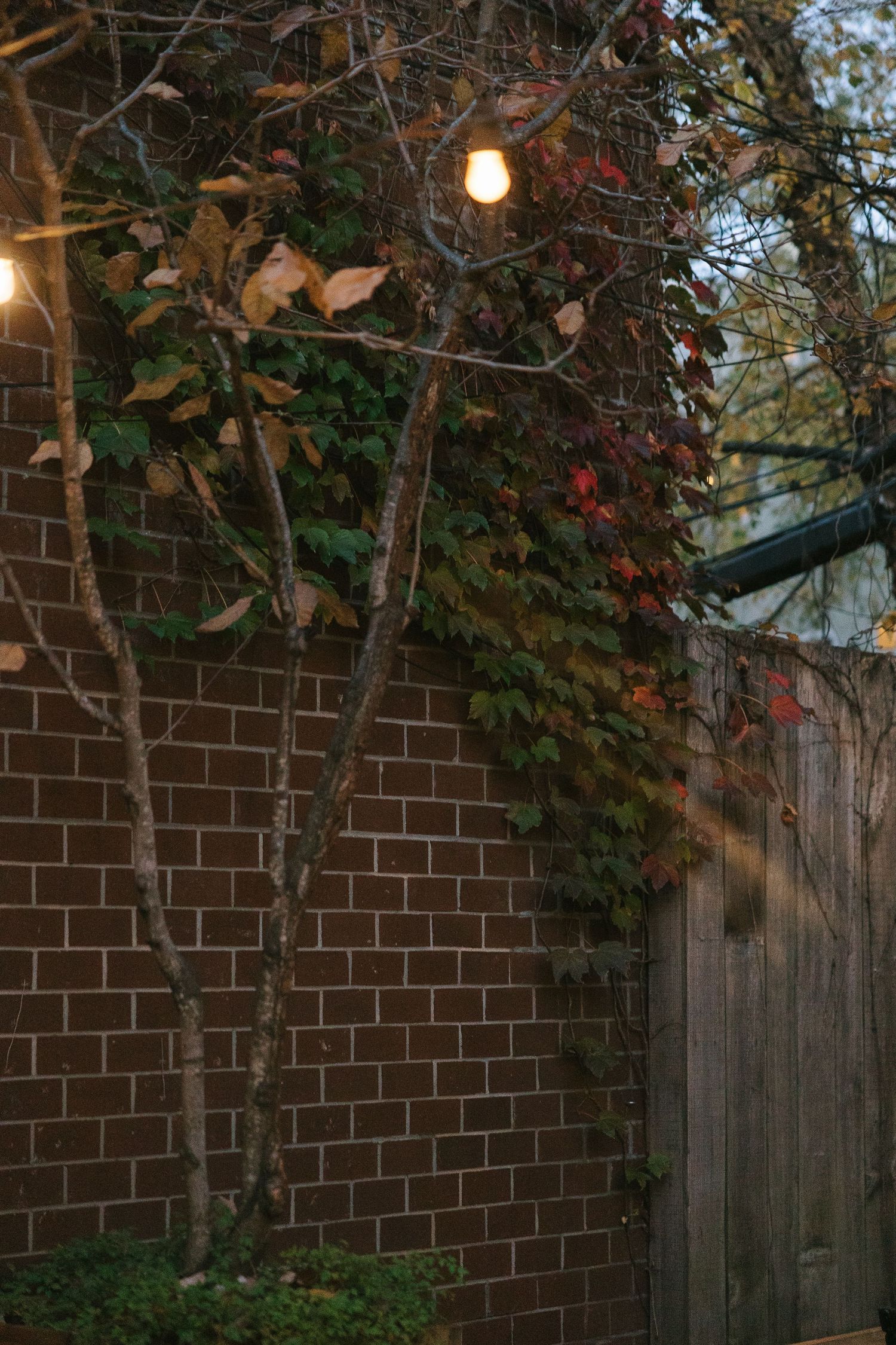 Brick wall with climbing vines and string lights creating romantic garden atmosphere.