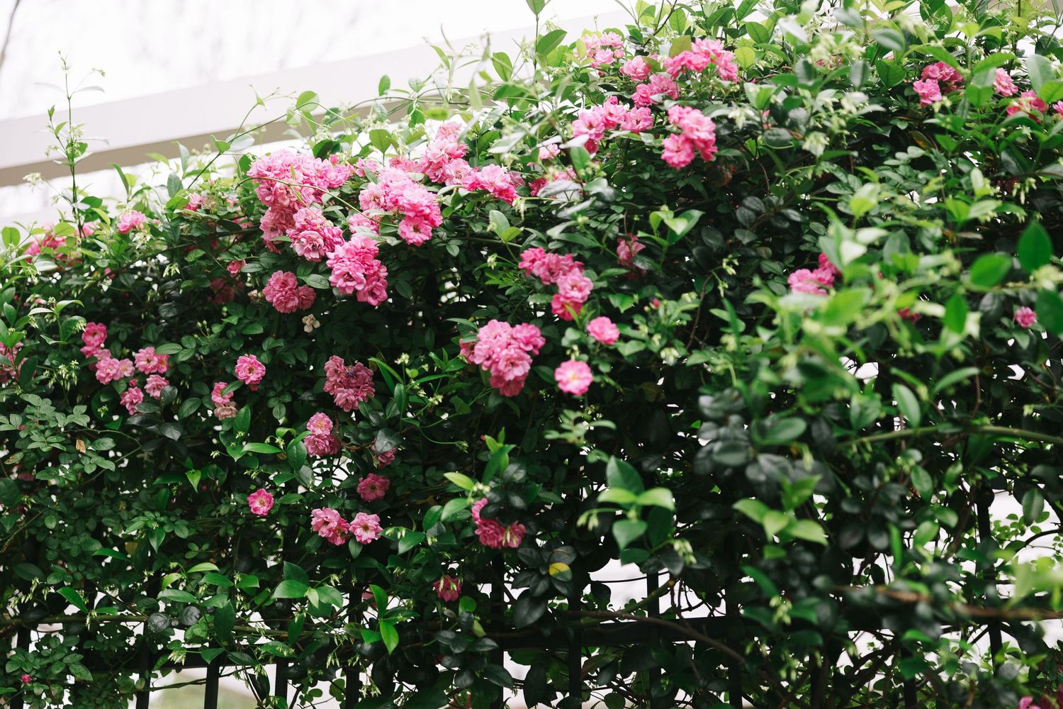 Pink climbing roses blooming on white garden trellis.