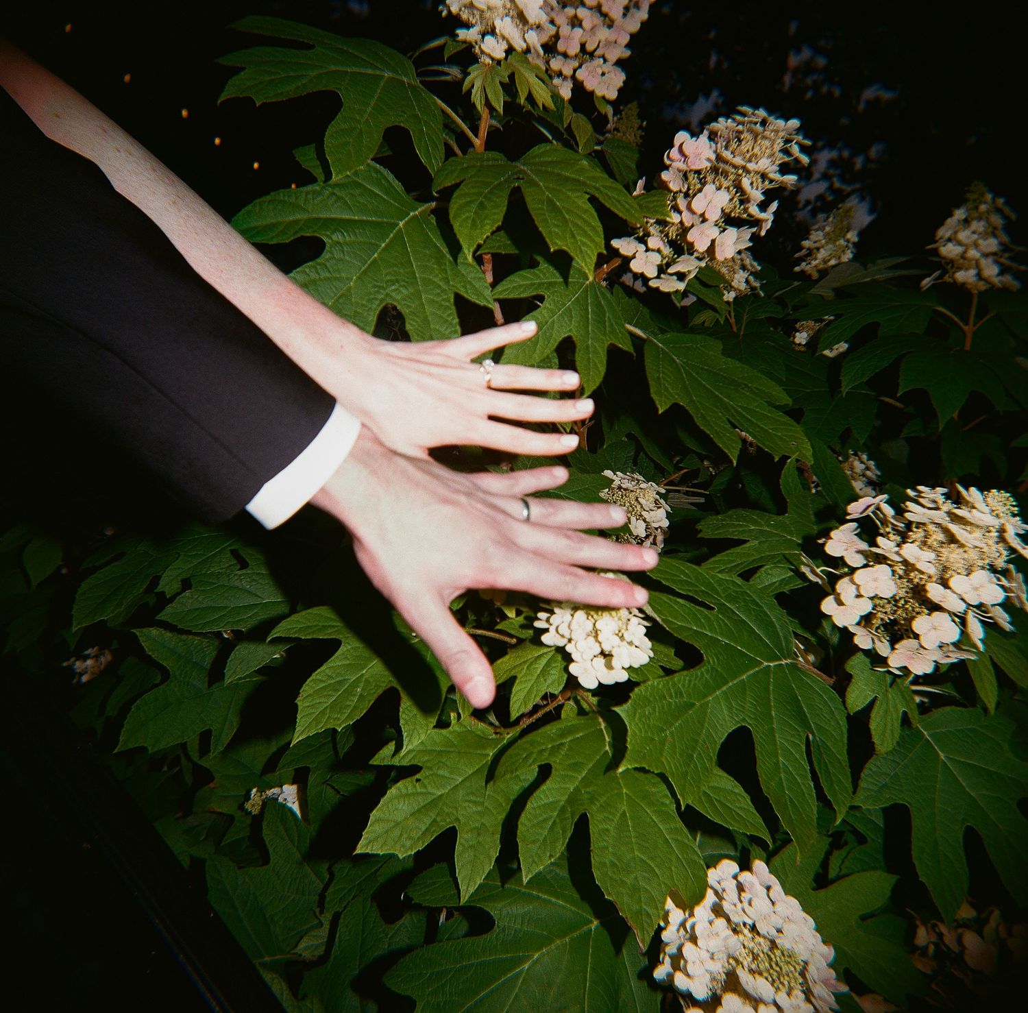 Dramatic black and white photo of hands reaching toward white flowering plants.