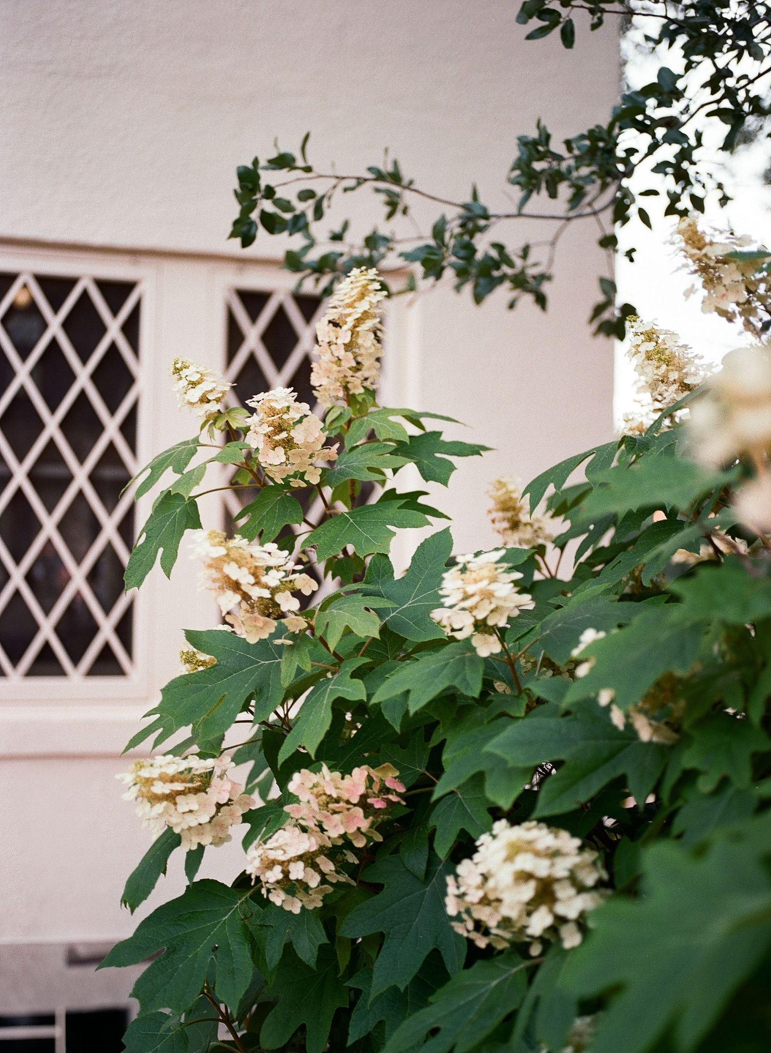 White oakleaf hydrangea flowers blooming against a white building with diamond-paned windows.