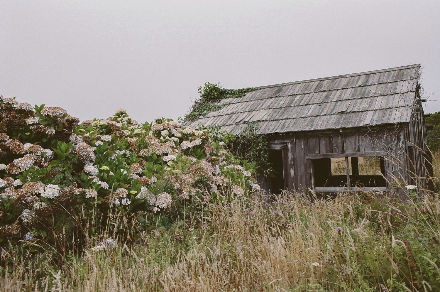 Rustic weathered wooden barn surrounded by wild hydrangeas and tall grass on an overcast day.