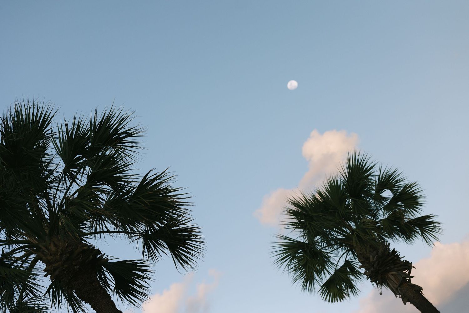 Palm trees frame a serene evening sky with string lights.