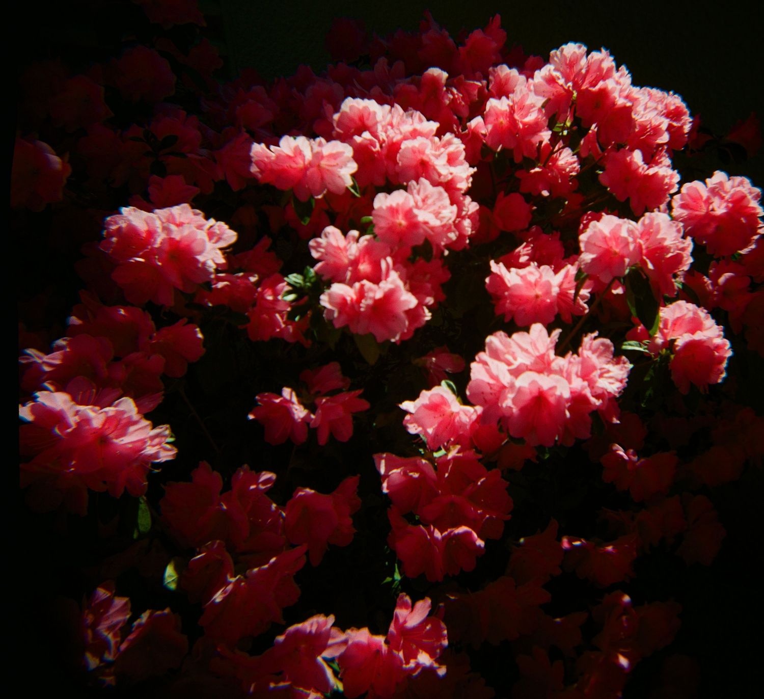 Vibrant pink azalea flowers bloom against a dark background in dramatic lighting.