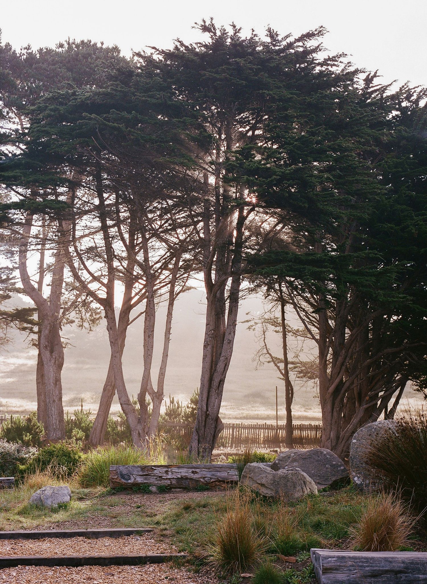 Tall cypress trees with twisted trunks stand among rocks and grasses, bathed in soft golden coastal light.