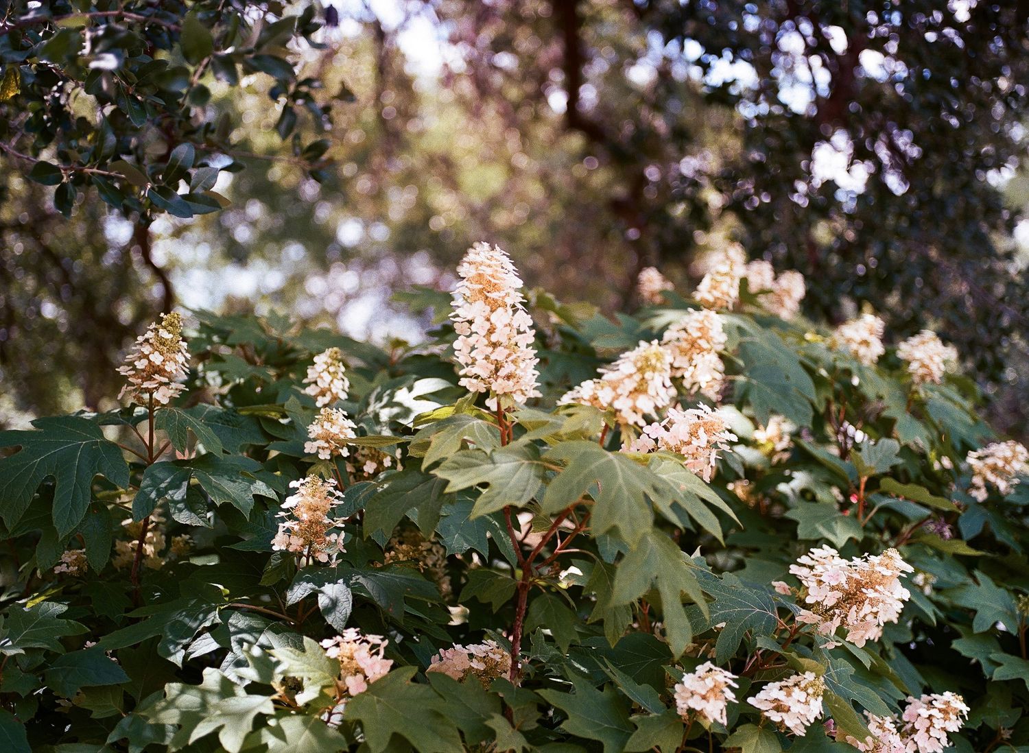 White flowering oakleaf hydrangea blooms against dark green foliage in a garden setting.