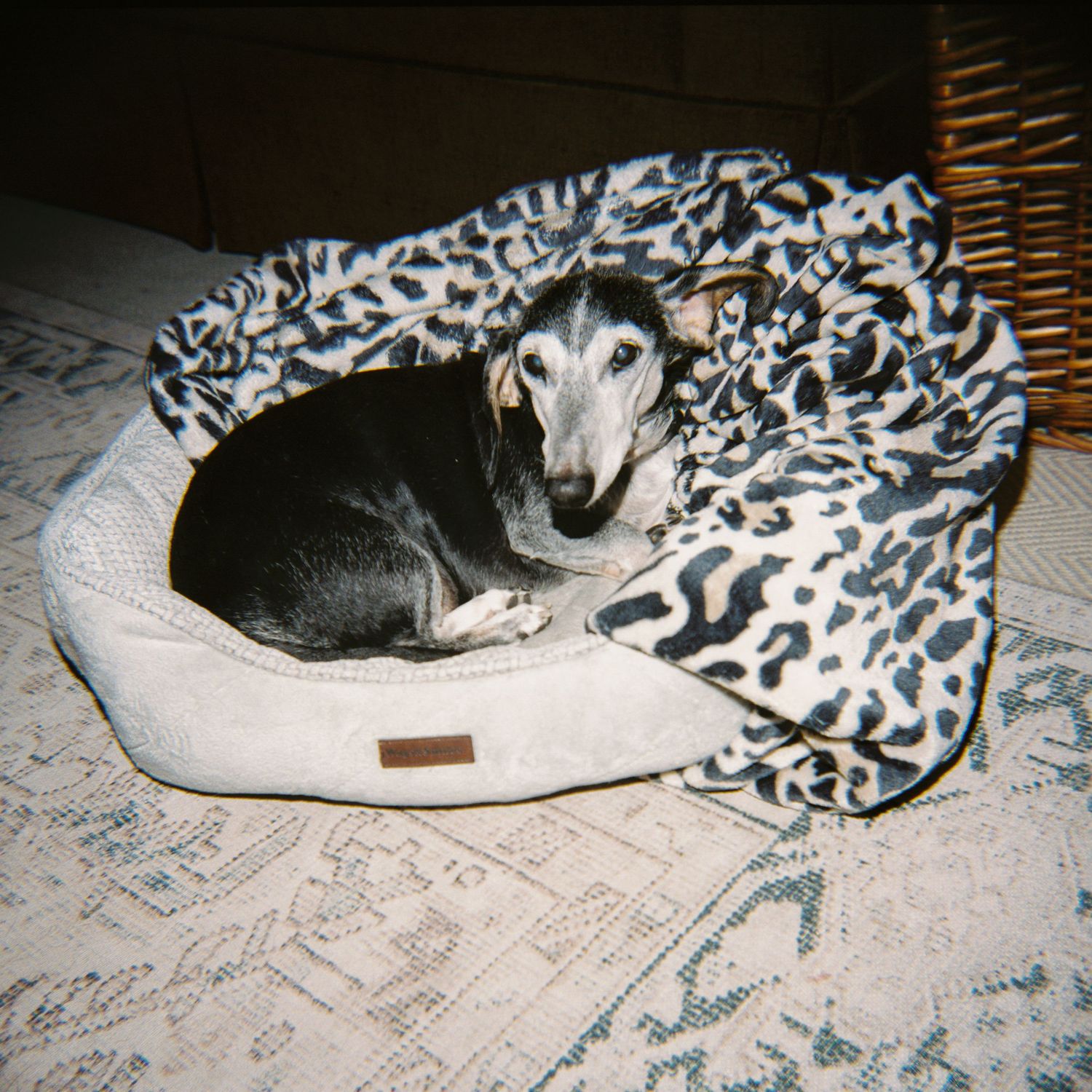Small dog sleeping in a leopard print pet bed.