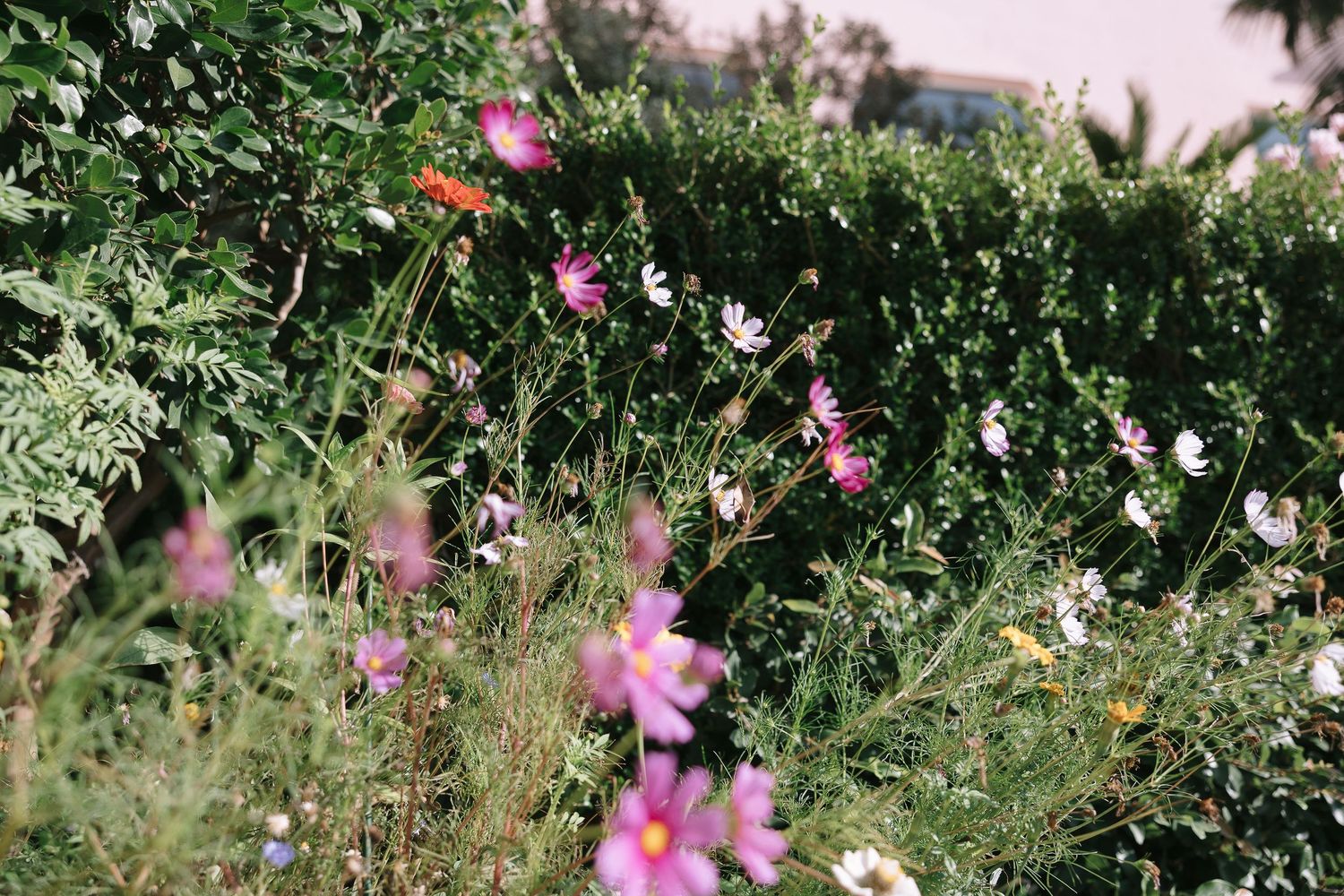 Pink cosmos flowers blooming in garden with green foliage.