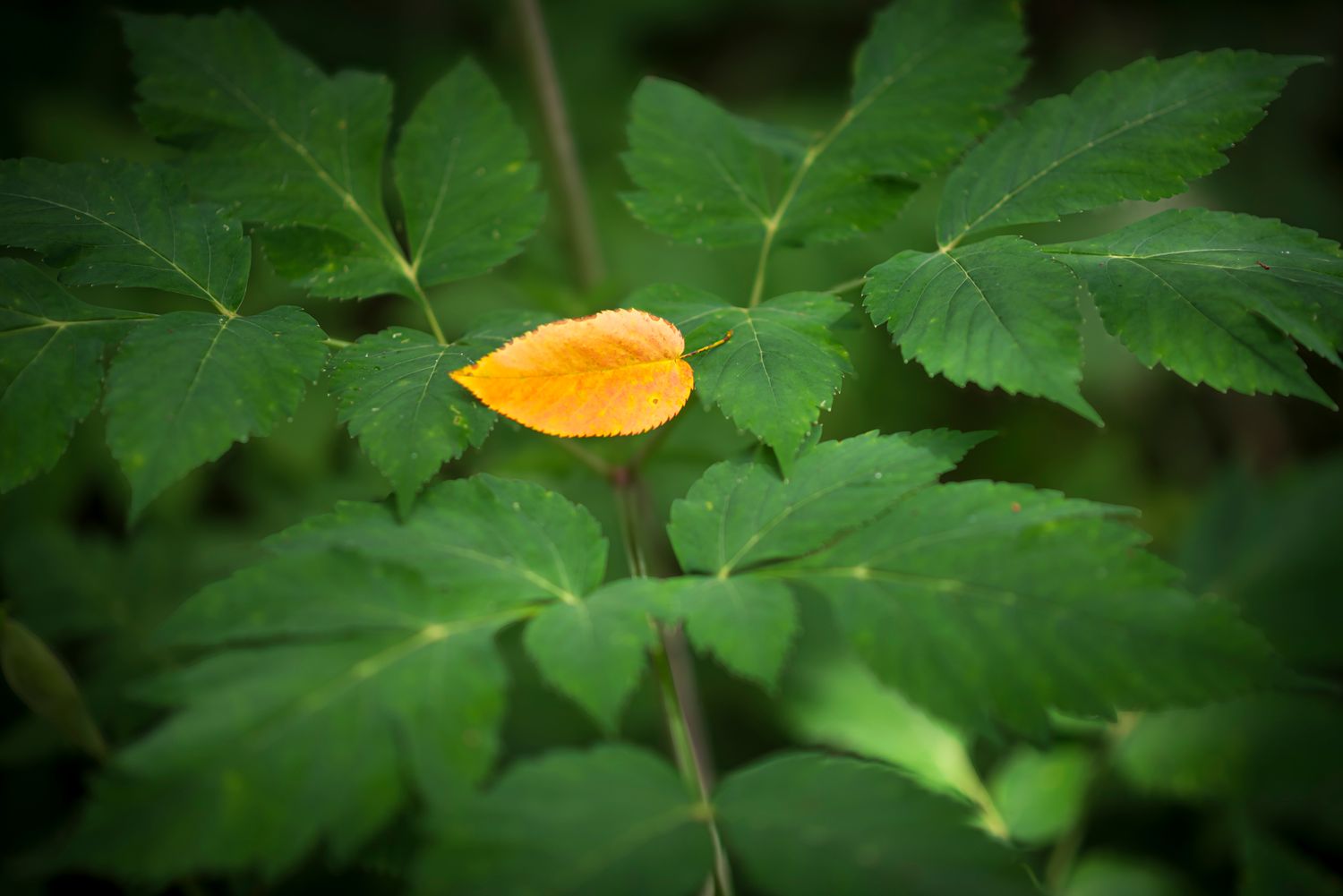 Falls Branch Falls early leaf August 2015