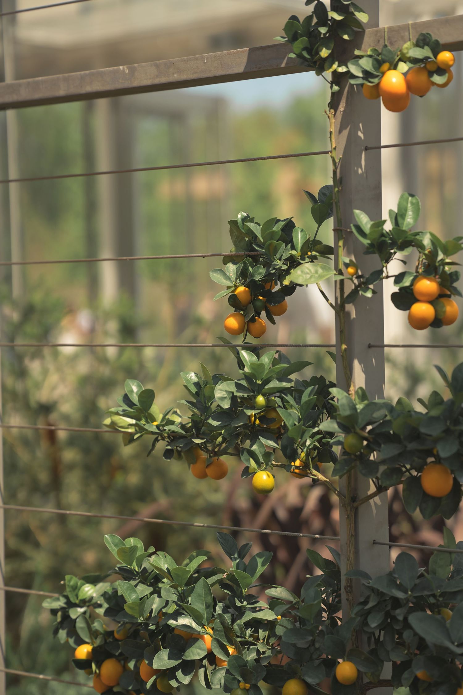 Espalier citrus tree trained along wire trellis with ripe orange fruits and green leaves in garden setting.