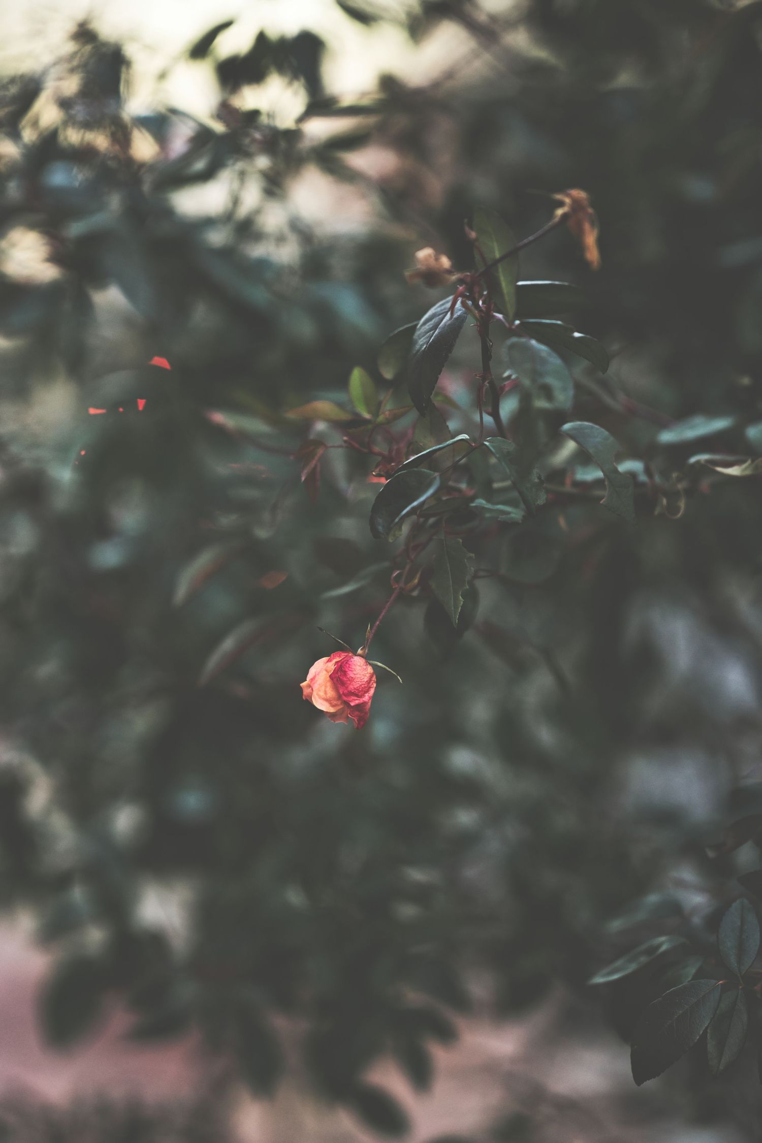A single pink rose bud blooms delicately among dark green leaves in a moody, softly blurred garden setting.