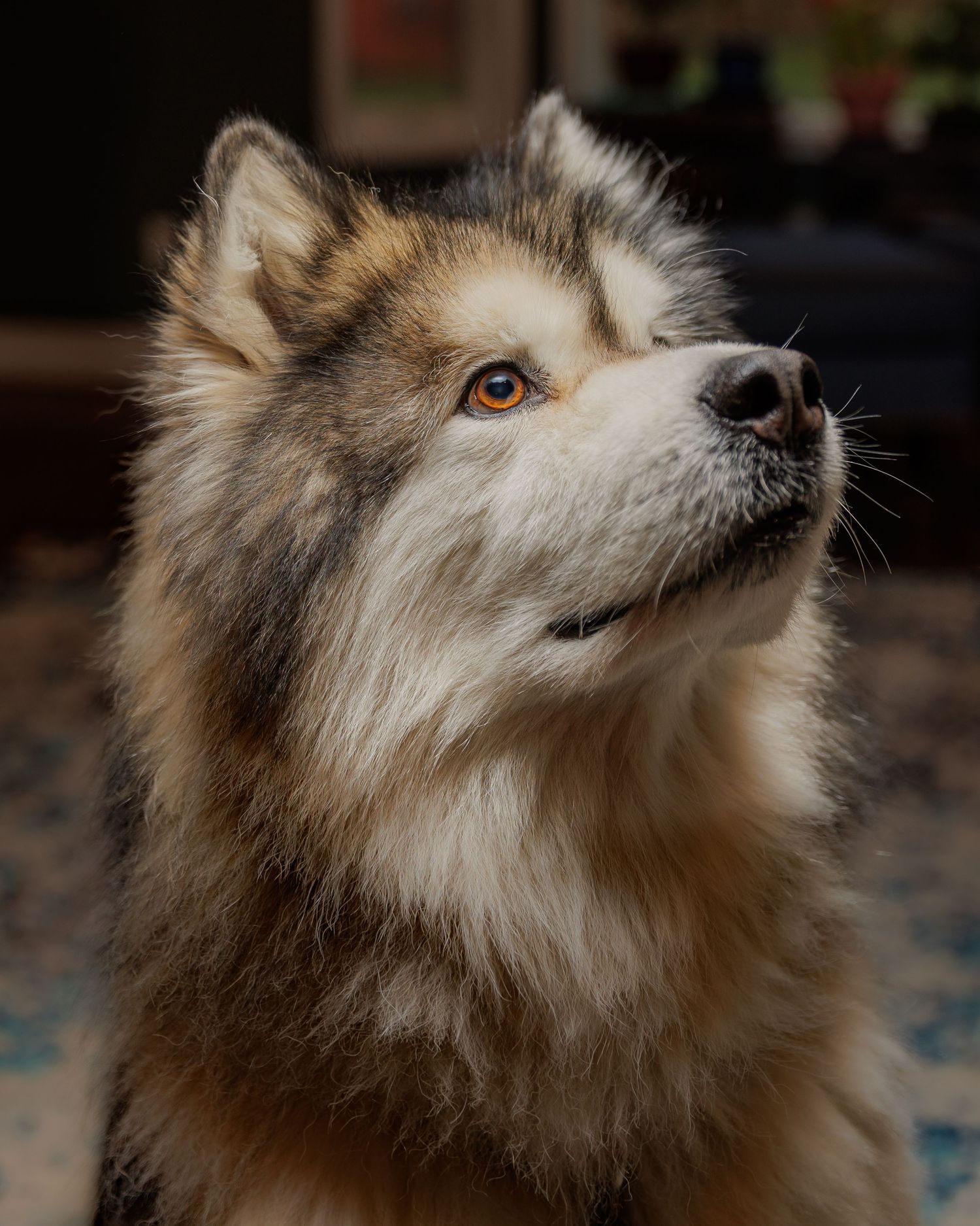 pet-photography-applevalley-mn.jpg
