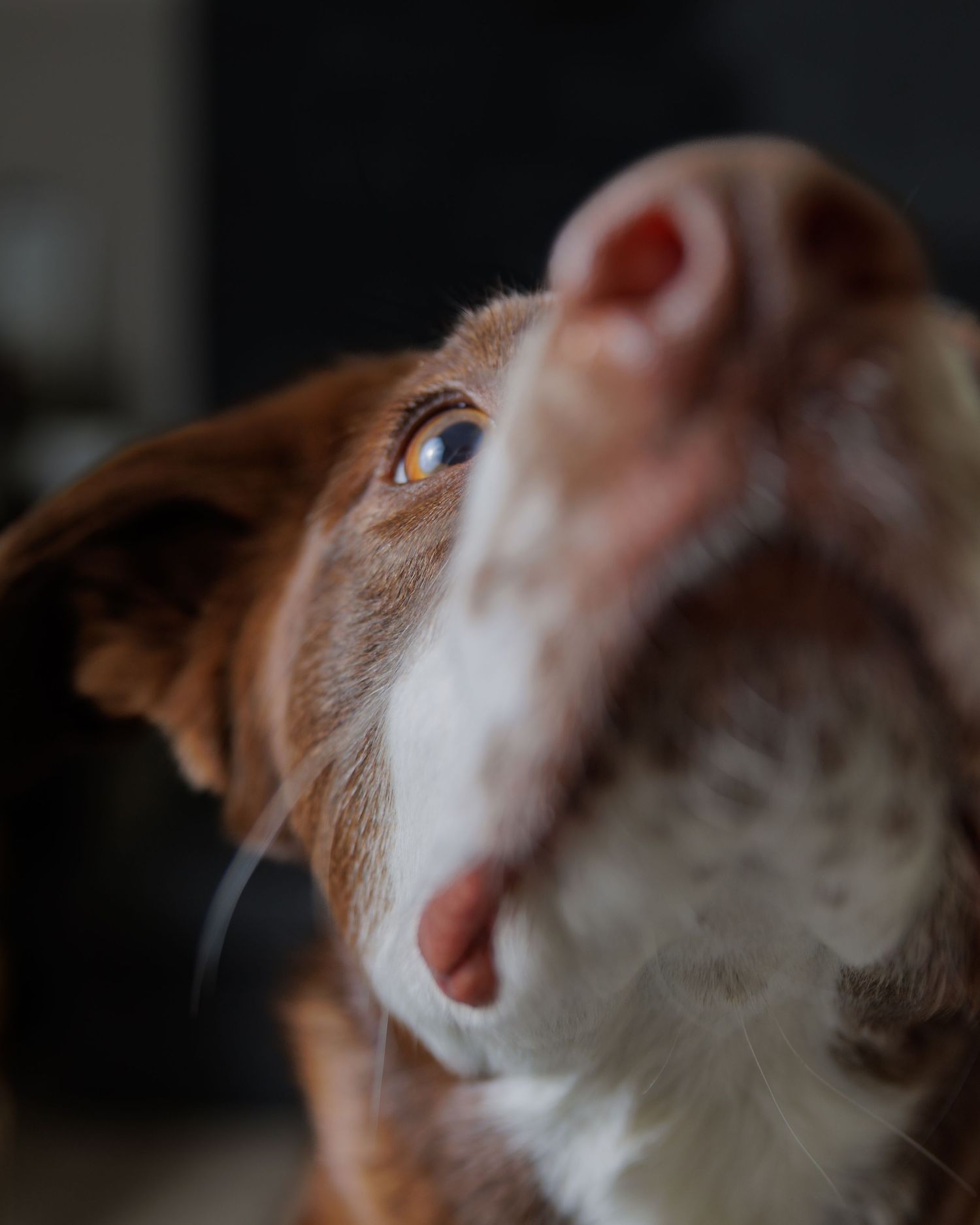 pet-photography-applevalley-mn.jpg