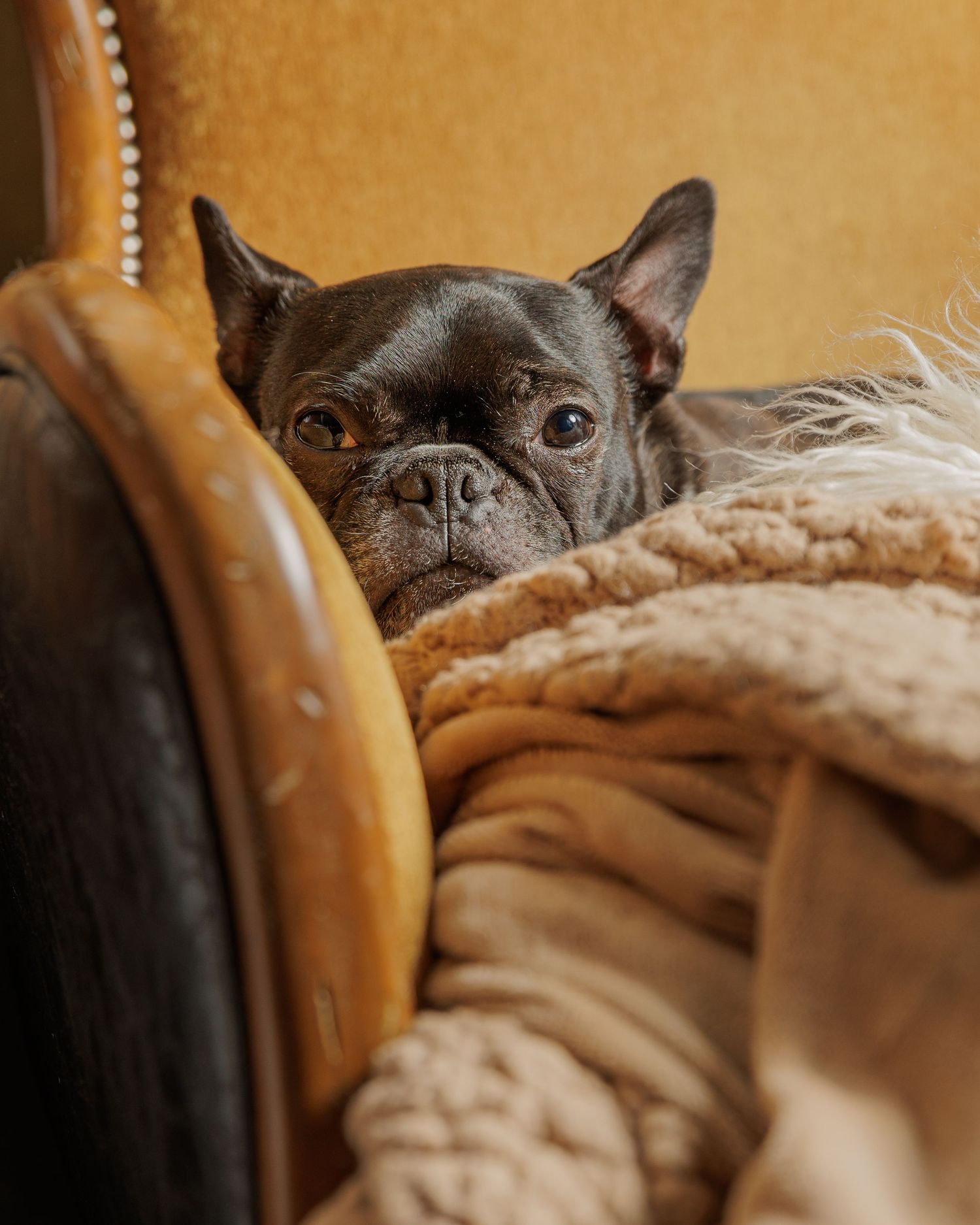 Pet Photography Savage Minnesota
