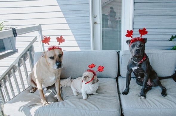 Three dogs wearing festive red antler headbands sit together on a gray porch couch during the holidays.