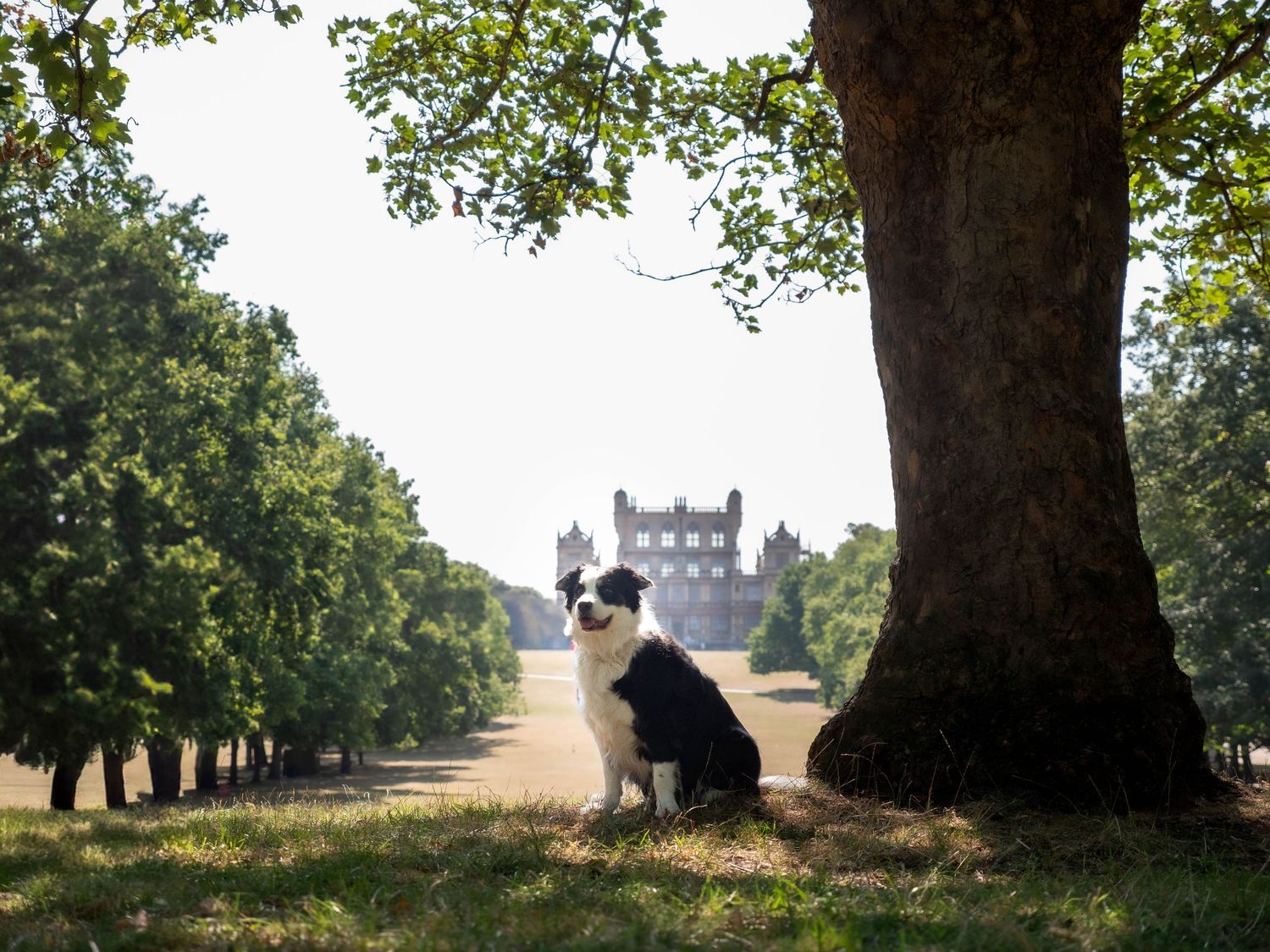 wedding photographer
nottingham photographer
derby photographer
dog photographer
equine photographer