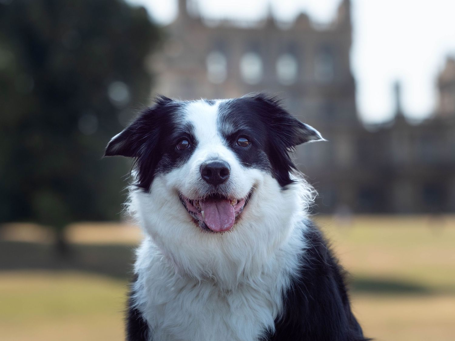 wedding photographer
nottingham photographer
derby photographer
dog photographer
equine photographer